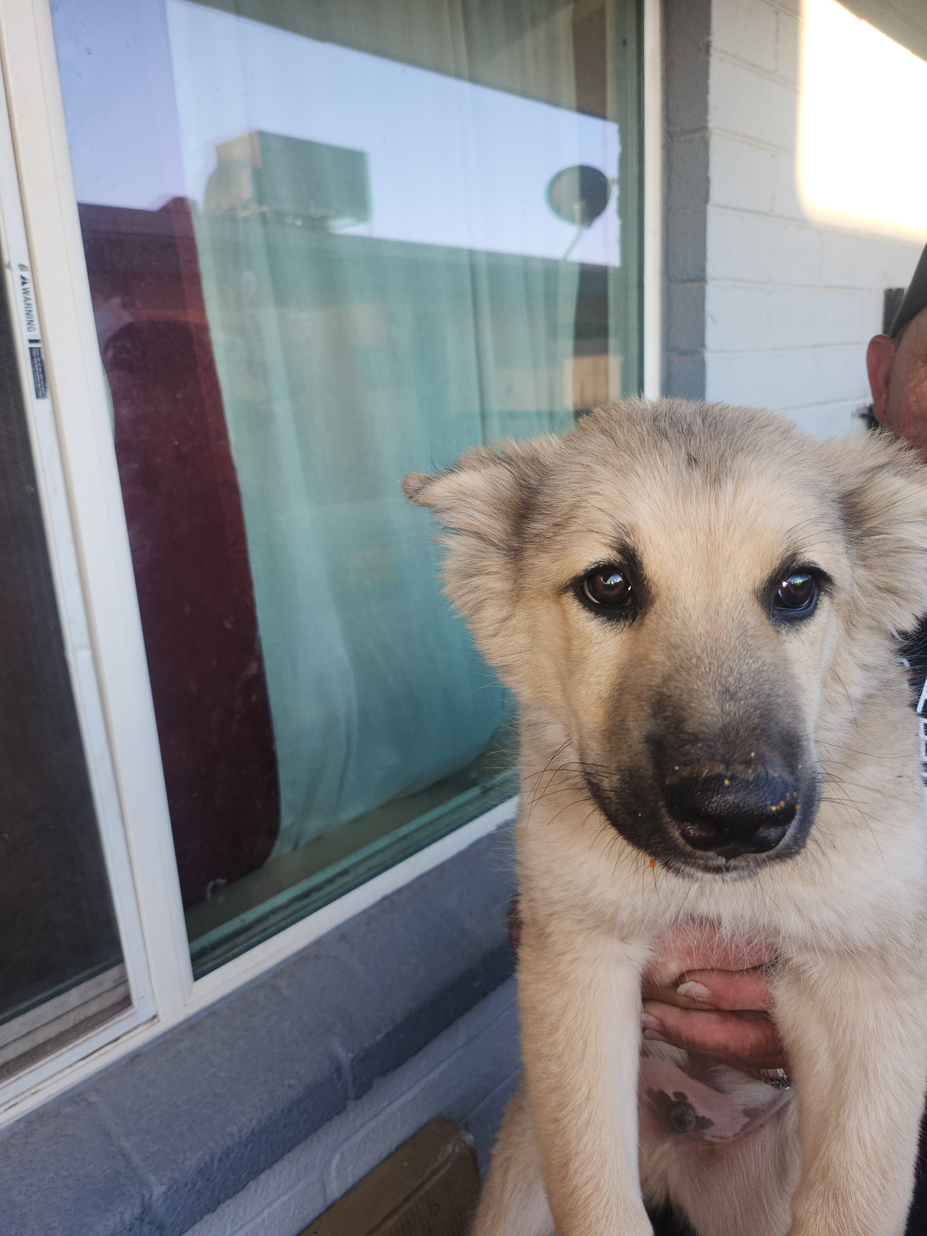 4 puppies for sale image 2