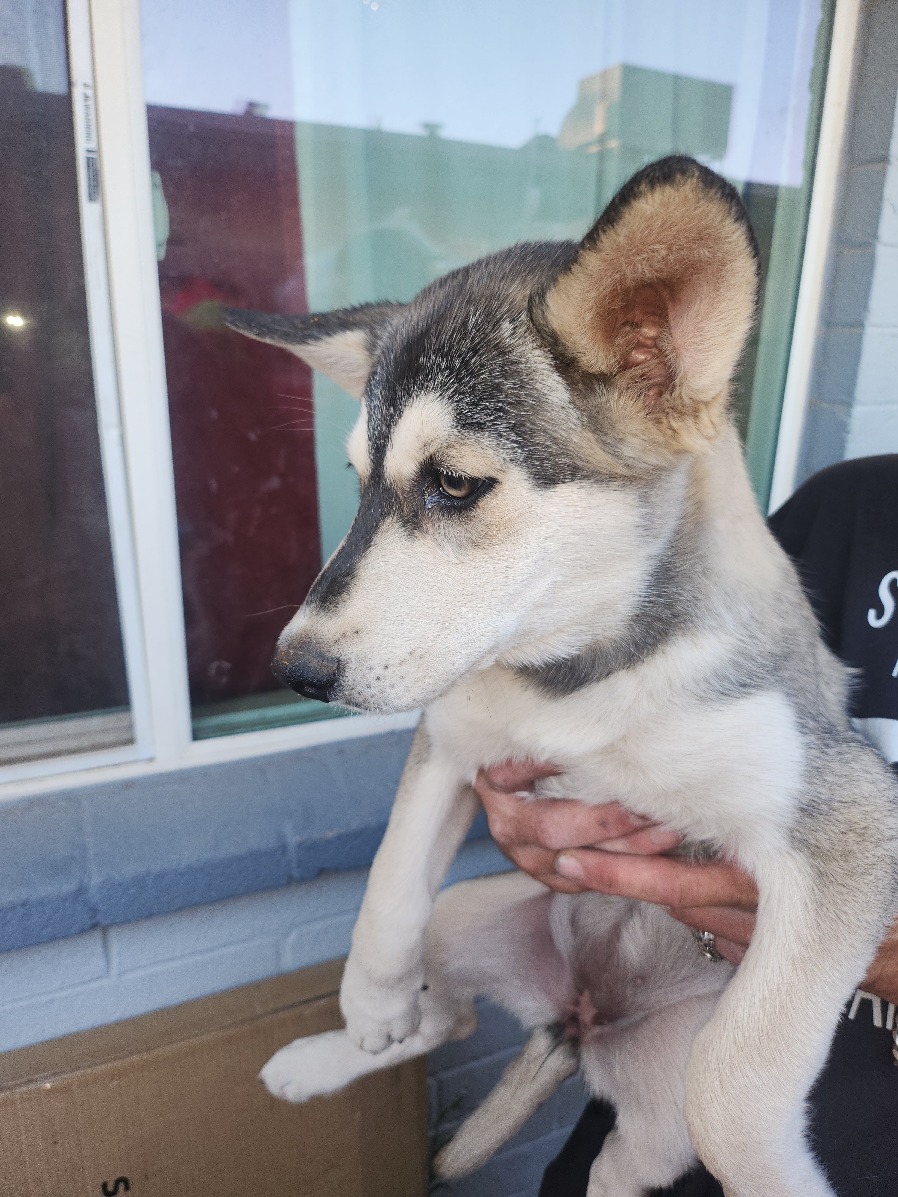4 puppies for sale image 1