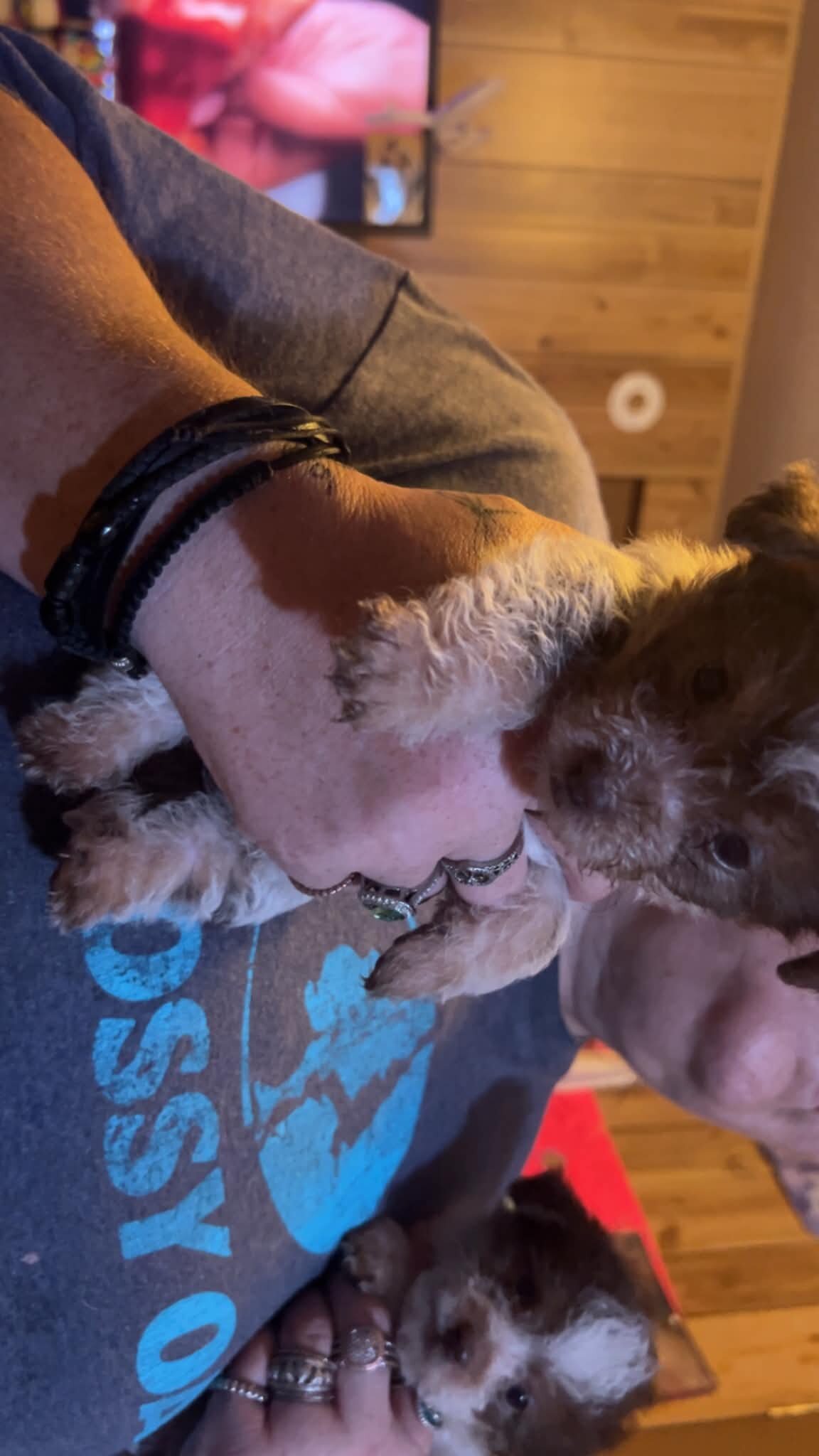Precious and Cute Cuddly Chorkies!!! image 1