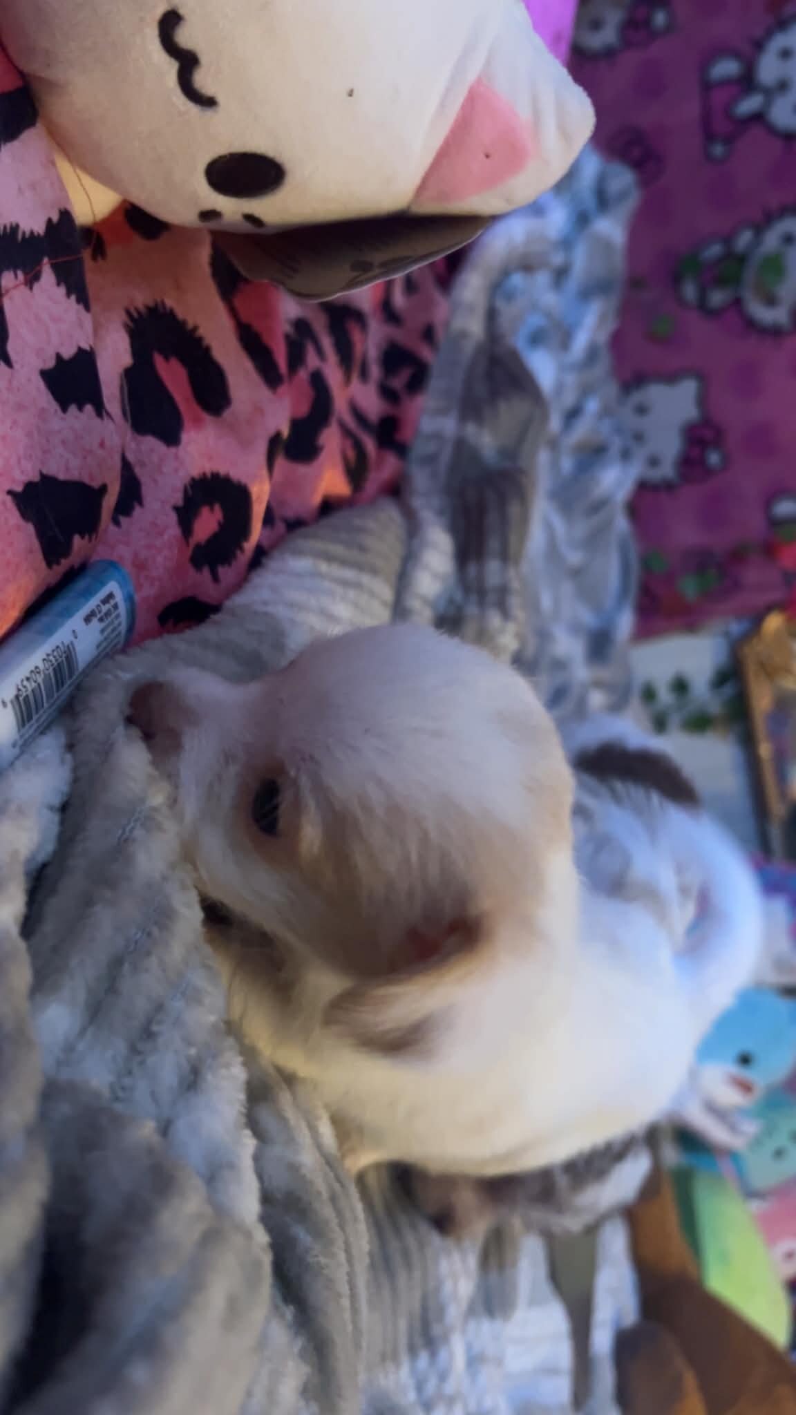 Precious and Cute Cuddly Chorkies!!! image 8