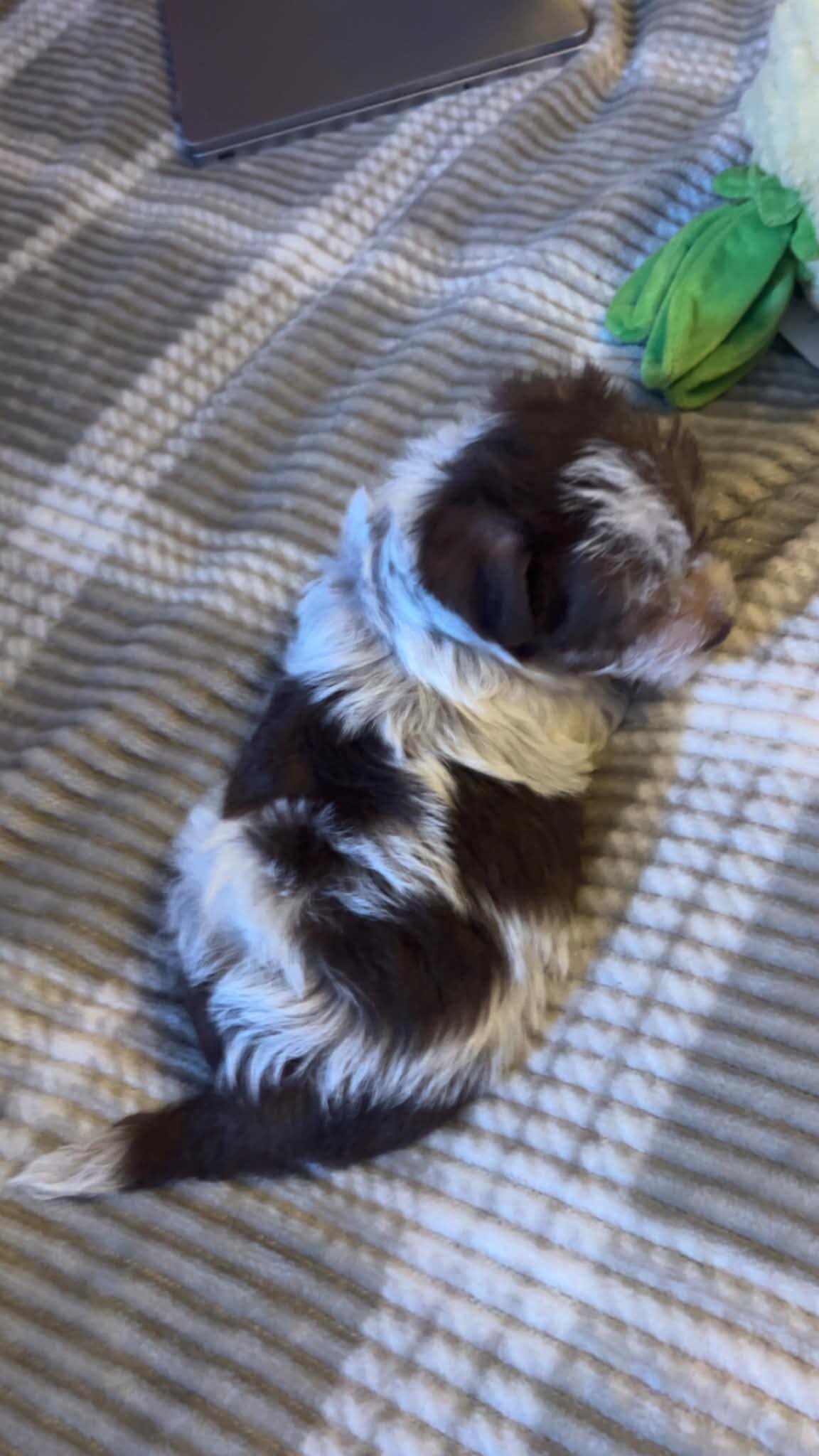 Precious and Cute Cuddly Chorkies!!! image 7