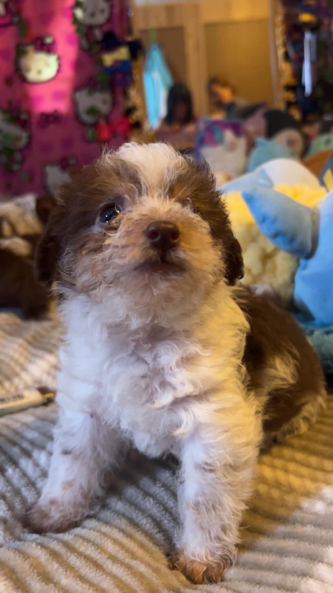 Precious and Cute Cuddly Chorkies!!! image 4
