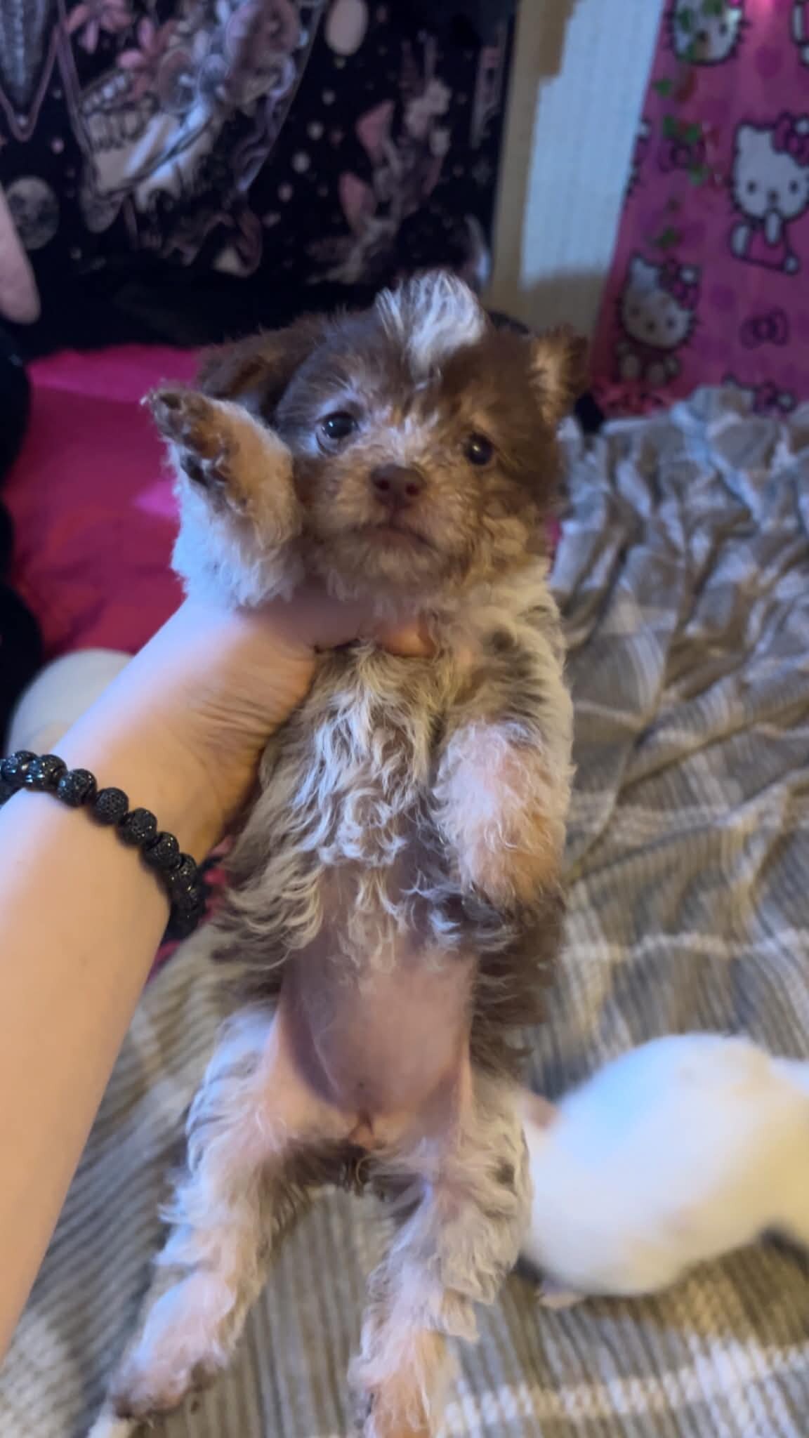 Precious and Cute Cuddly Chorkies!!! image 2