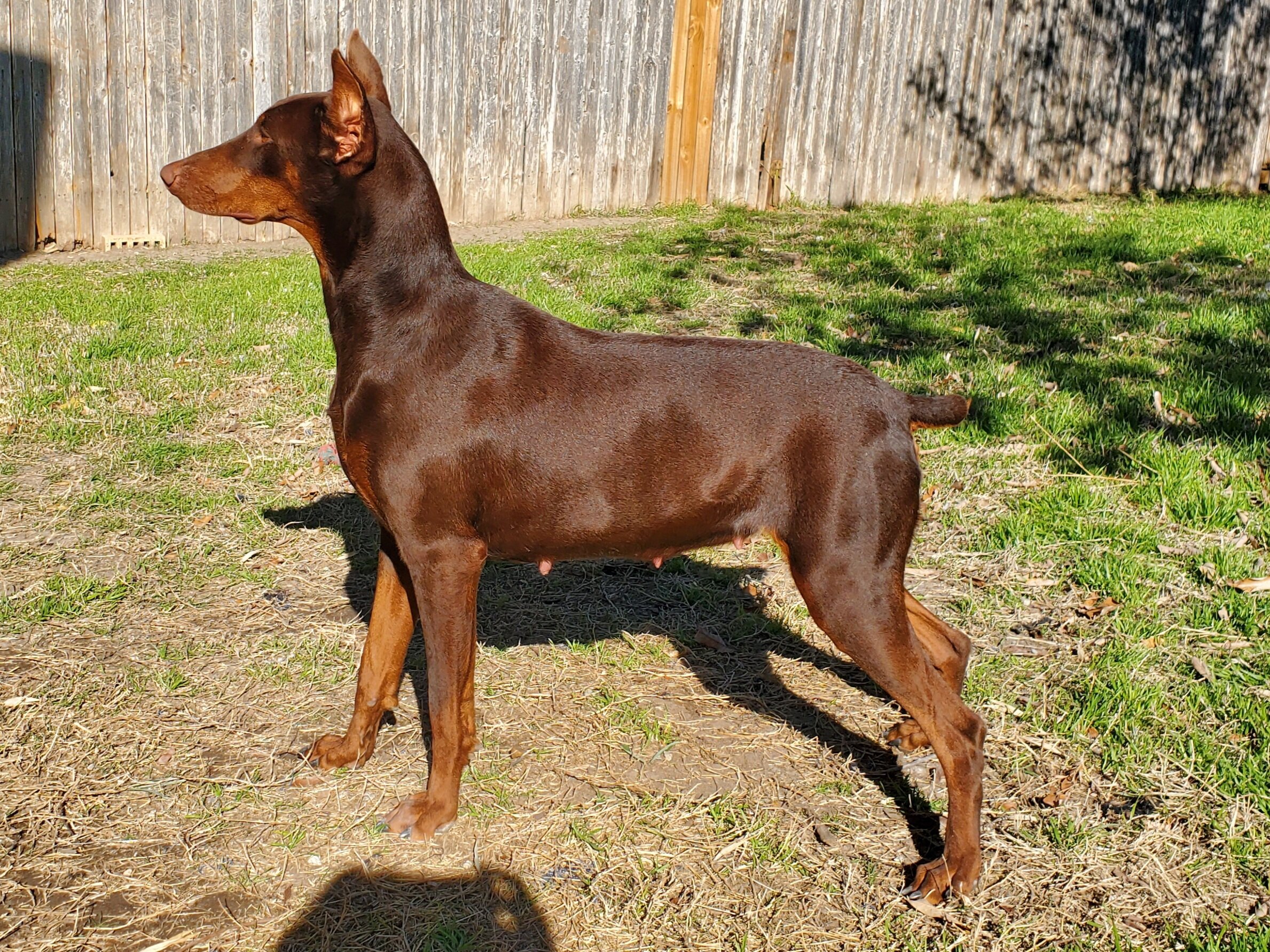 Doberman Pinscher Puppies image 5