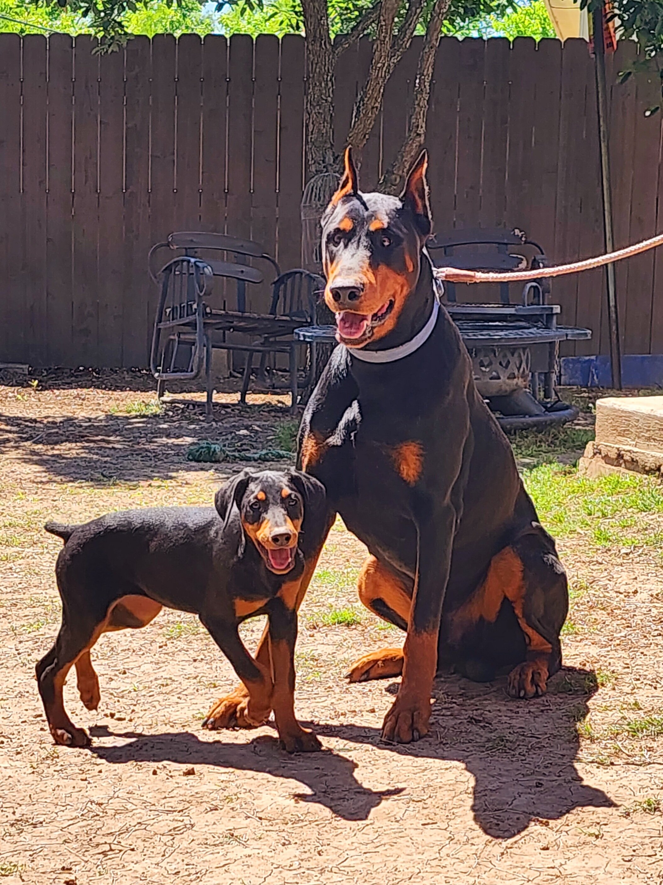 Doberman Pinscher Puppies image 6