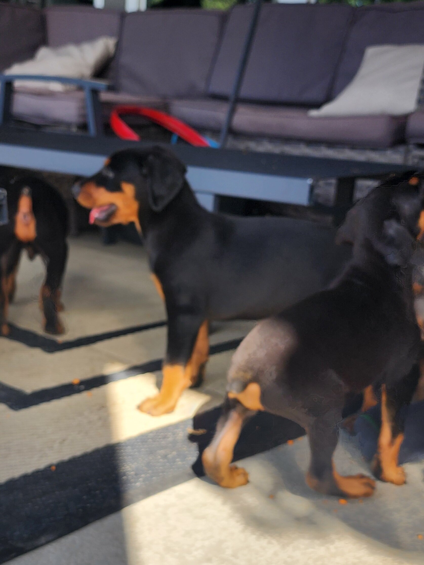 Doberman Pinscher Puppies image 2