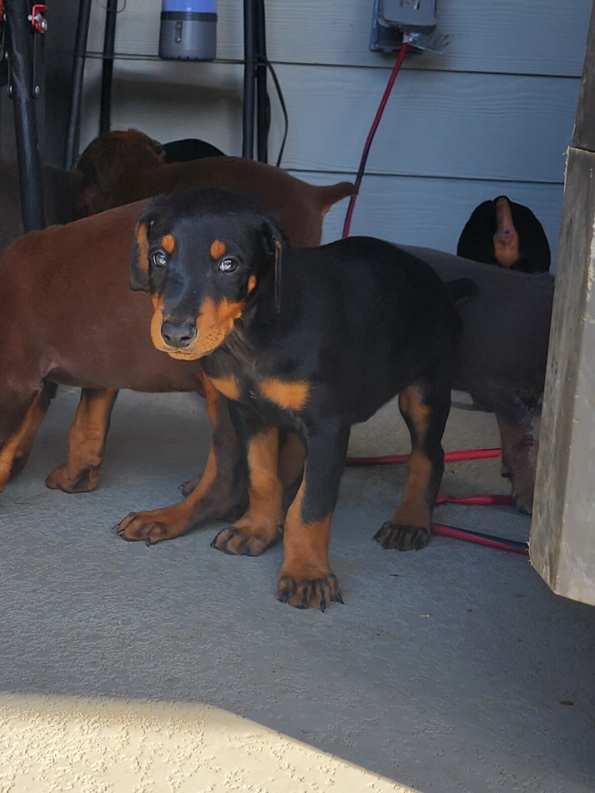 Doberman Pinscher Puppies image 3