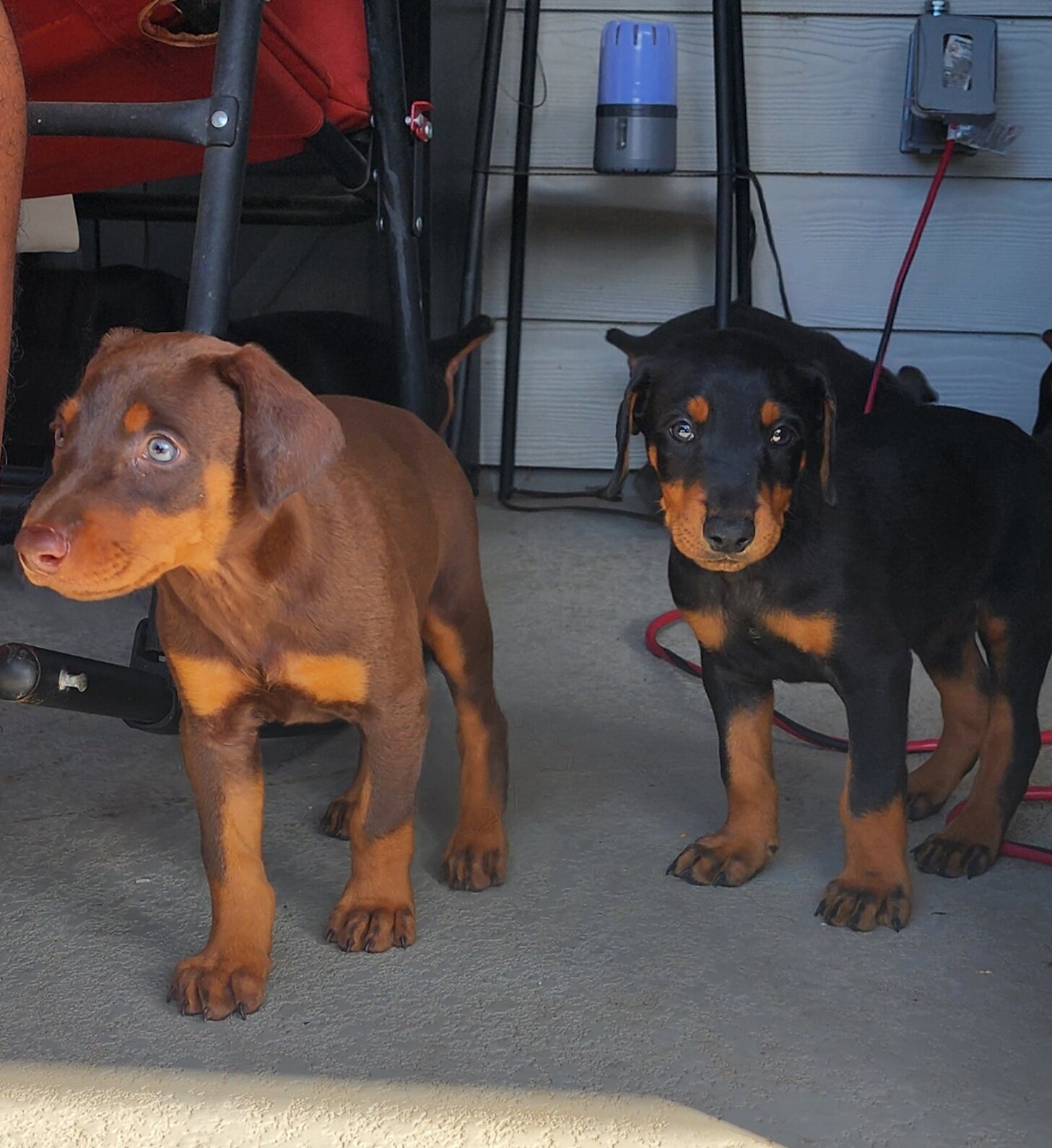 Doberman Pinscher Puppies image 4