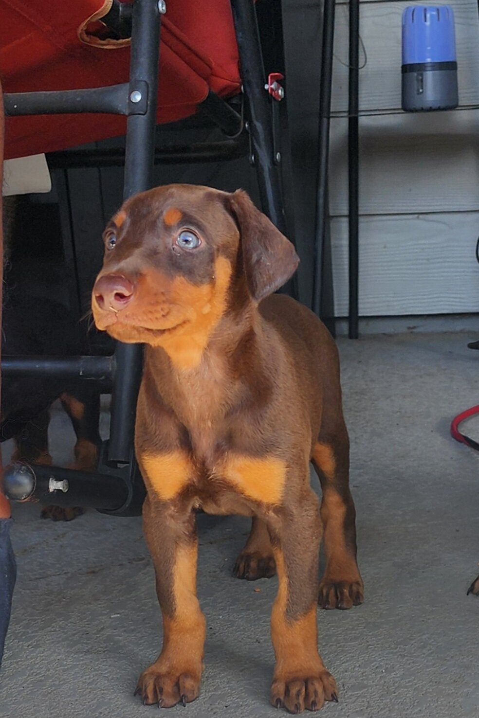 Doberman Pinscher Puppies image 1
