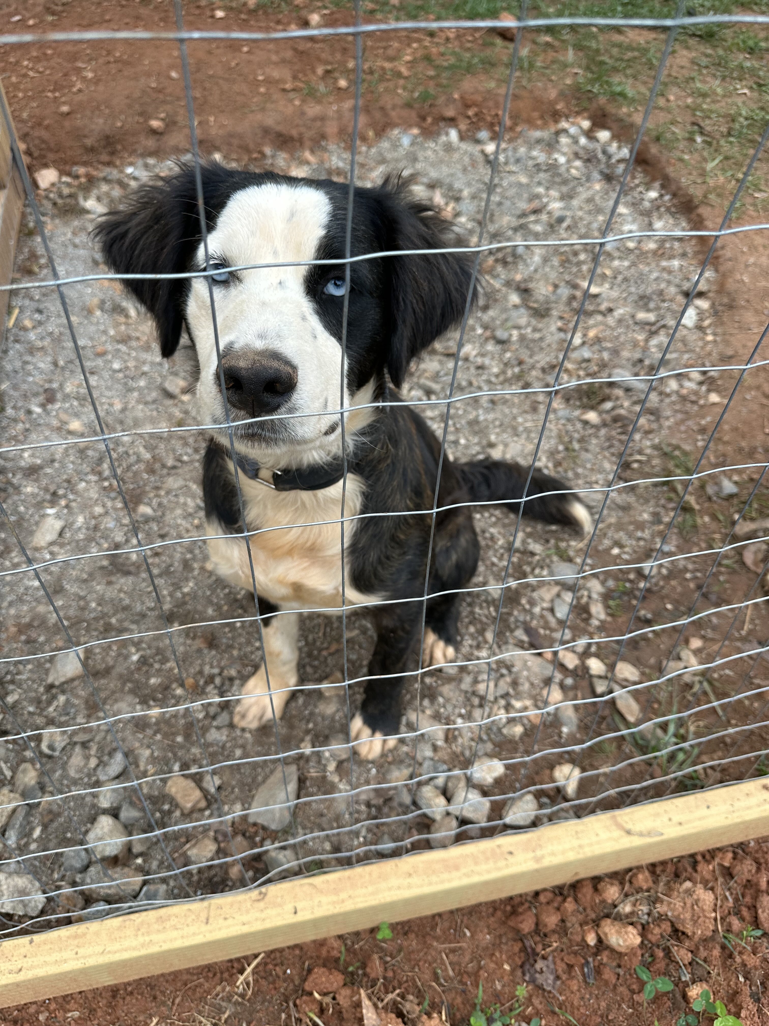 Australian Shepherd Mix image 3