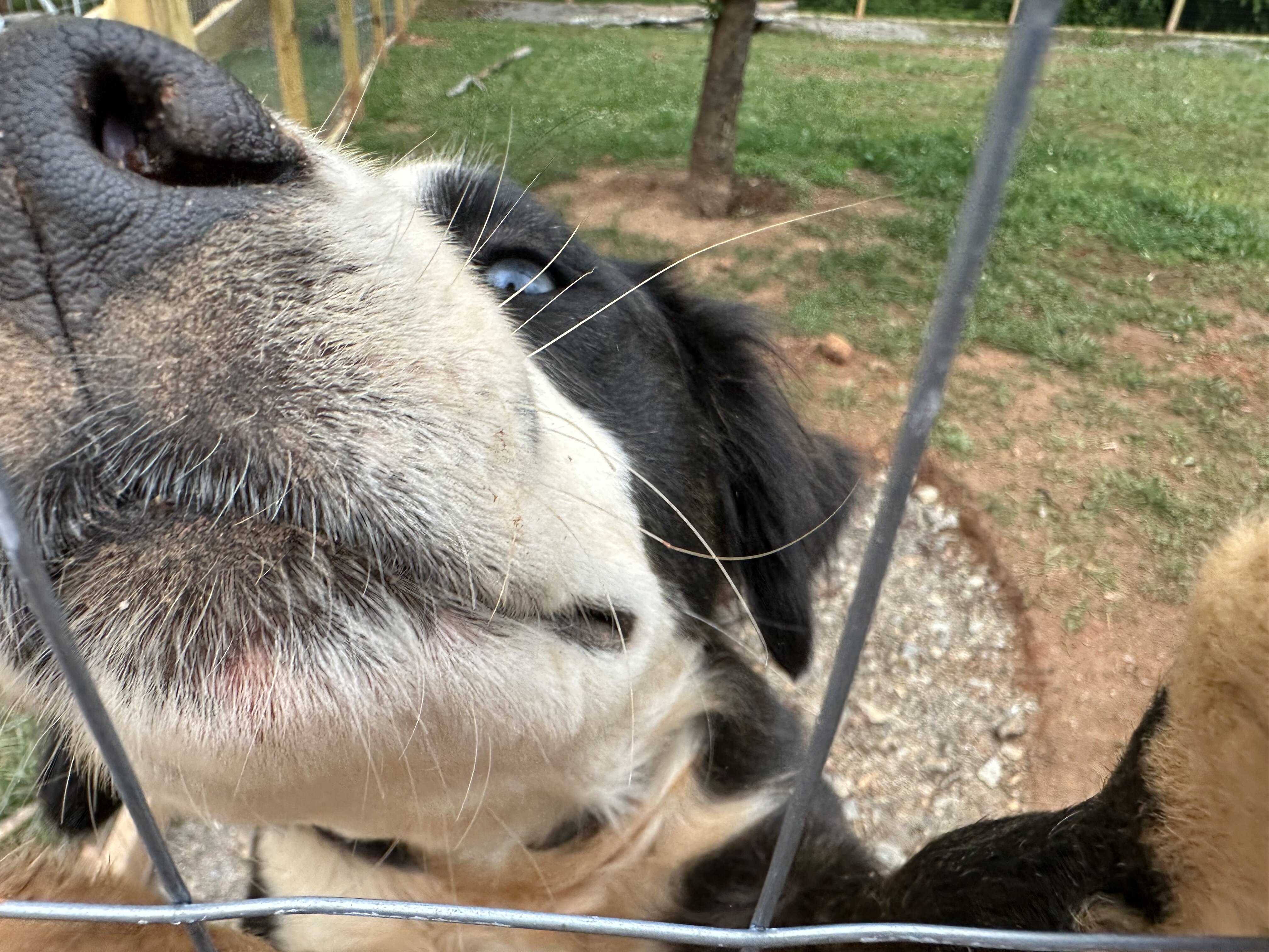 Australian Shepherd Mix image 6