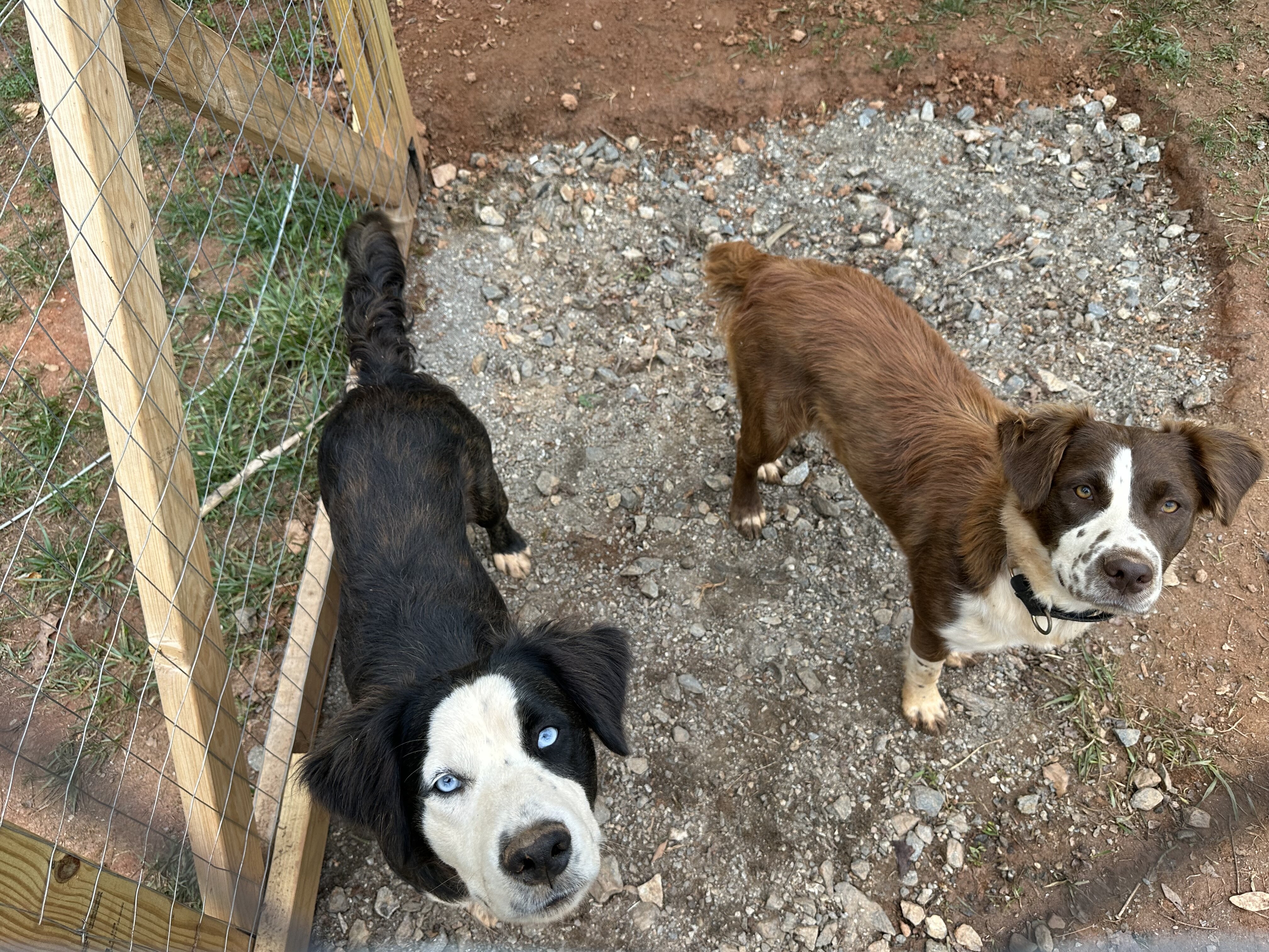Australian Shepherd Mix image 5