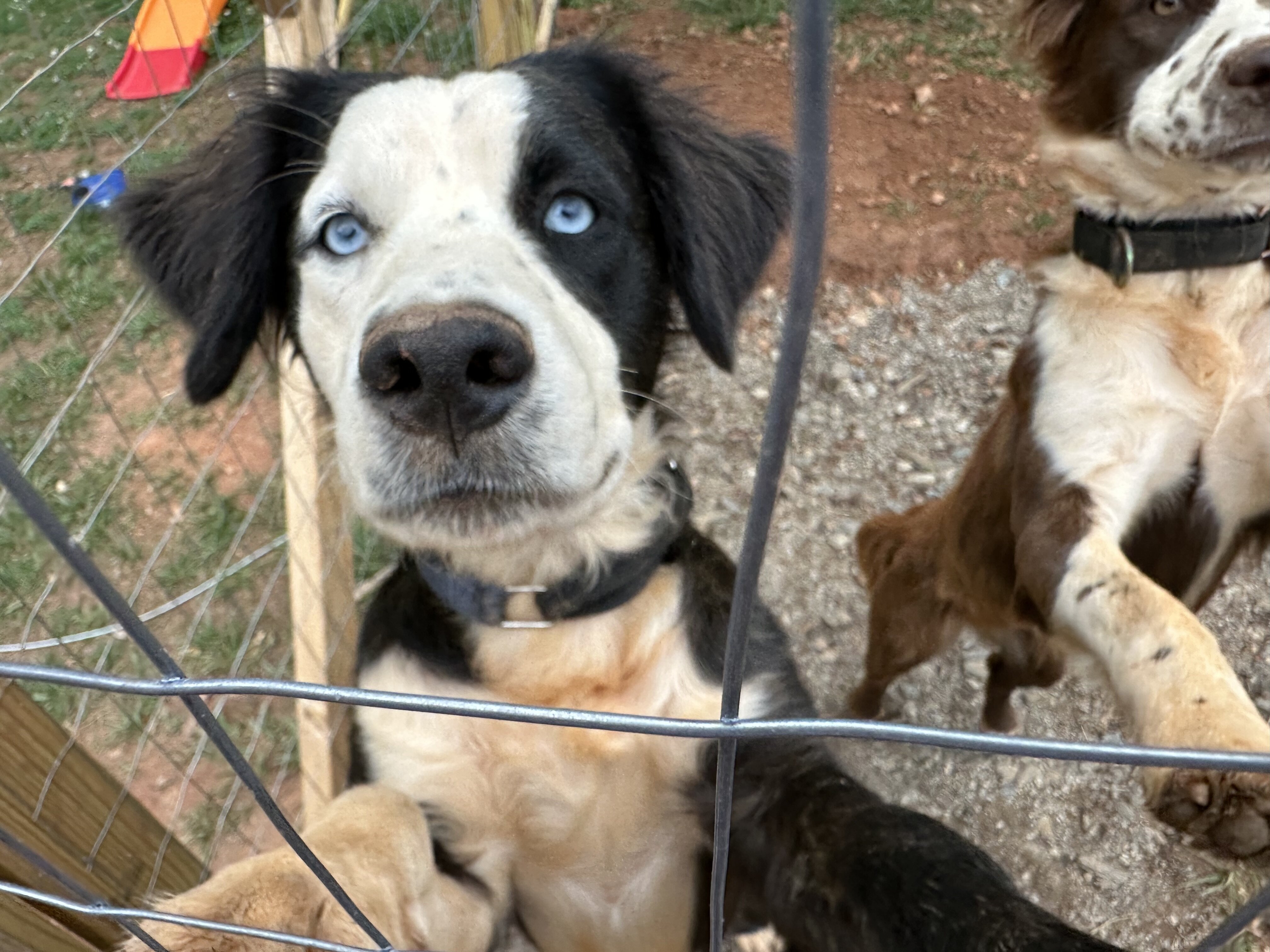 Australian Shepherd Mix image 4