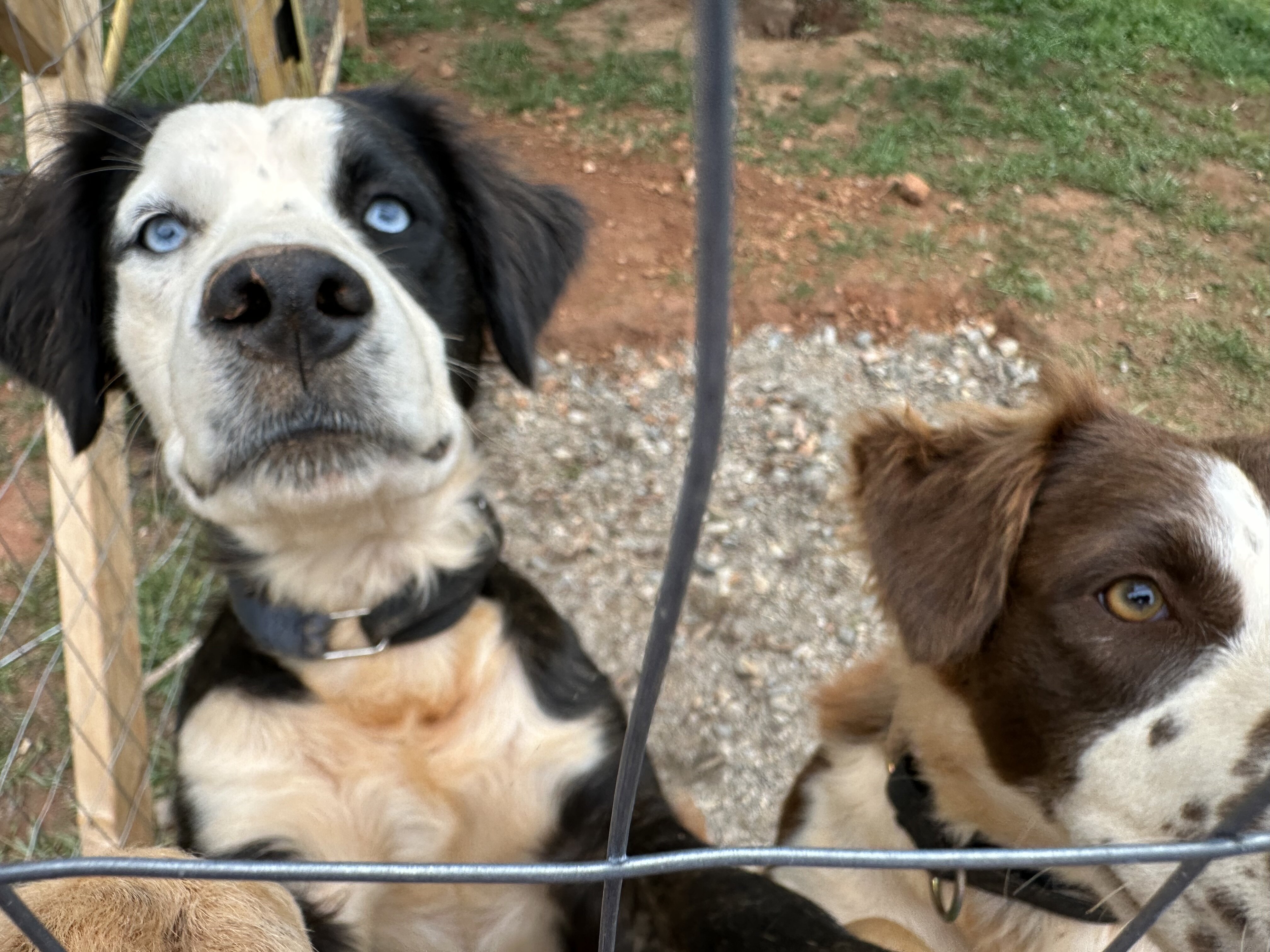 Australian Shepherd Mix image 2