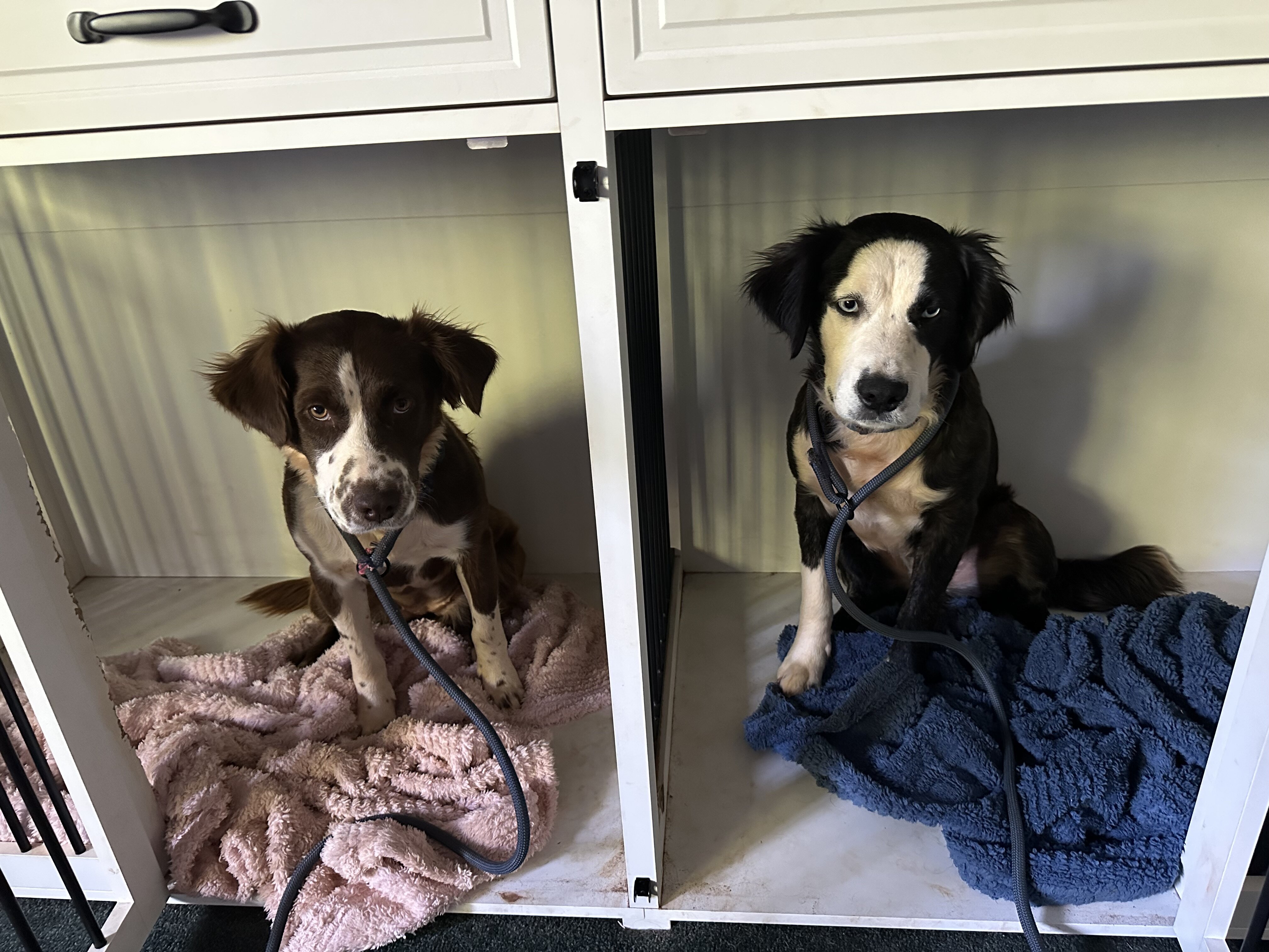 Australian Shepherd Mix image 7