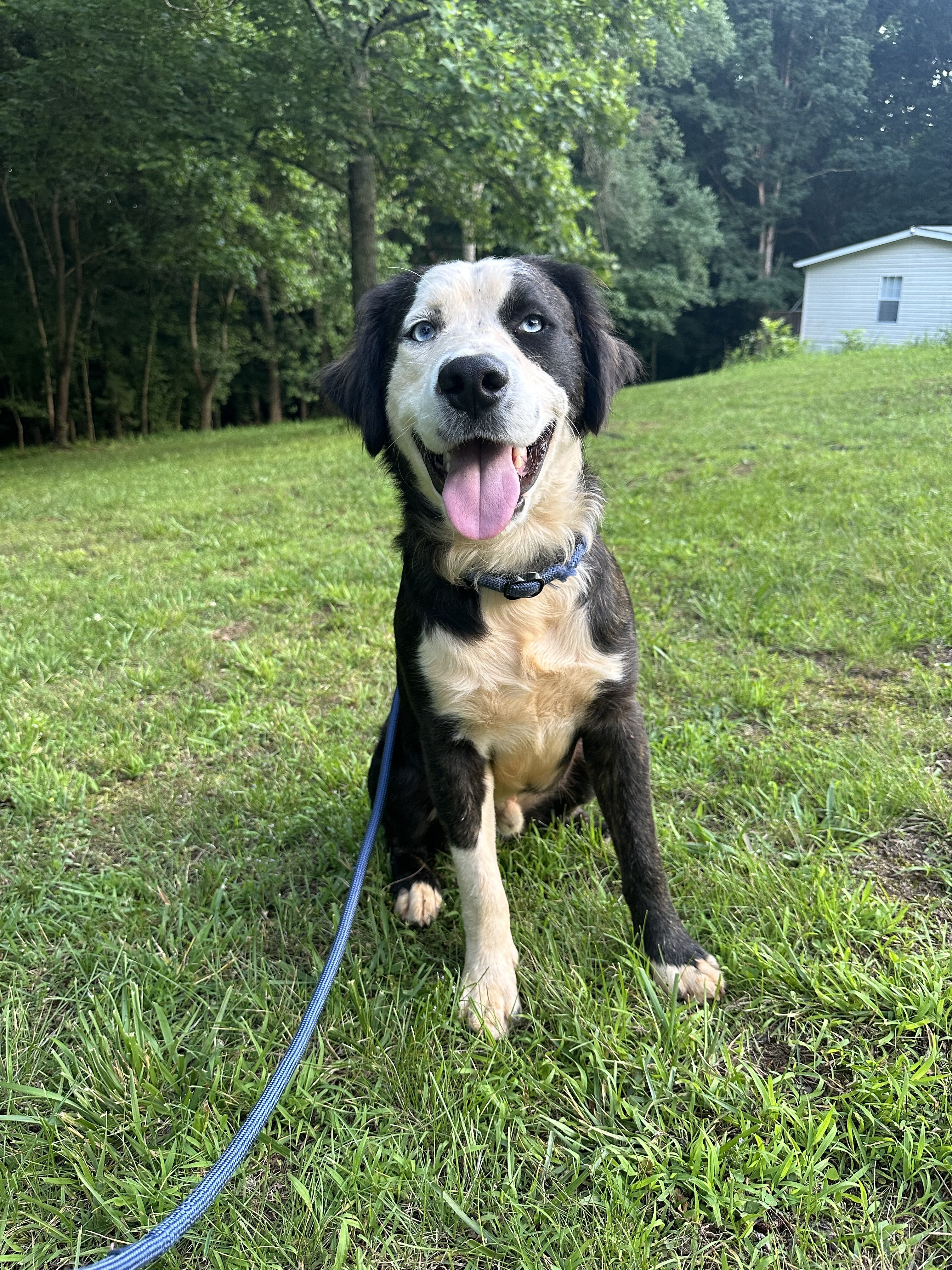 Australian Shepherd Mix image 1