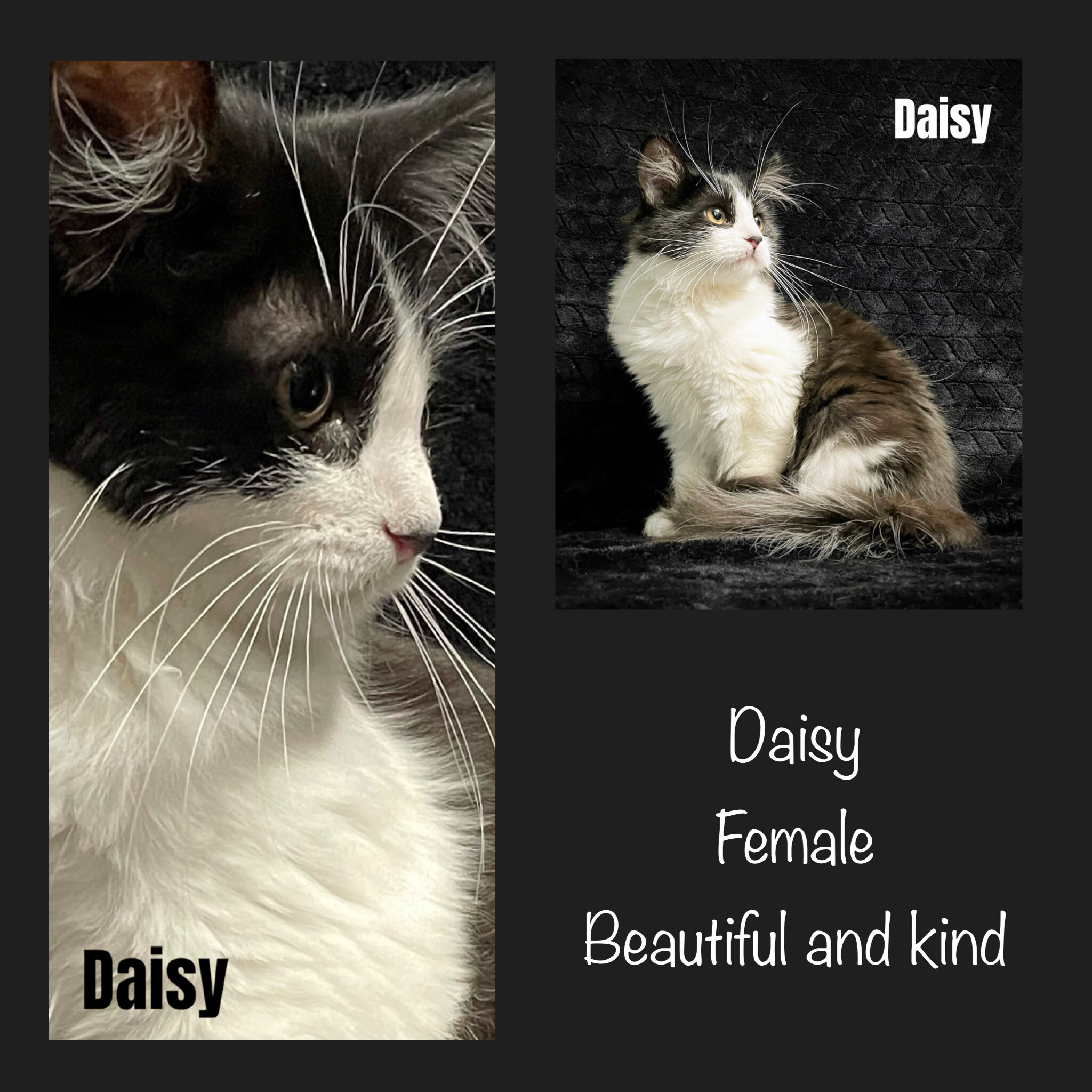 Kittens in NorCal image 1
