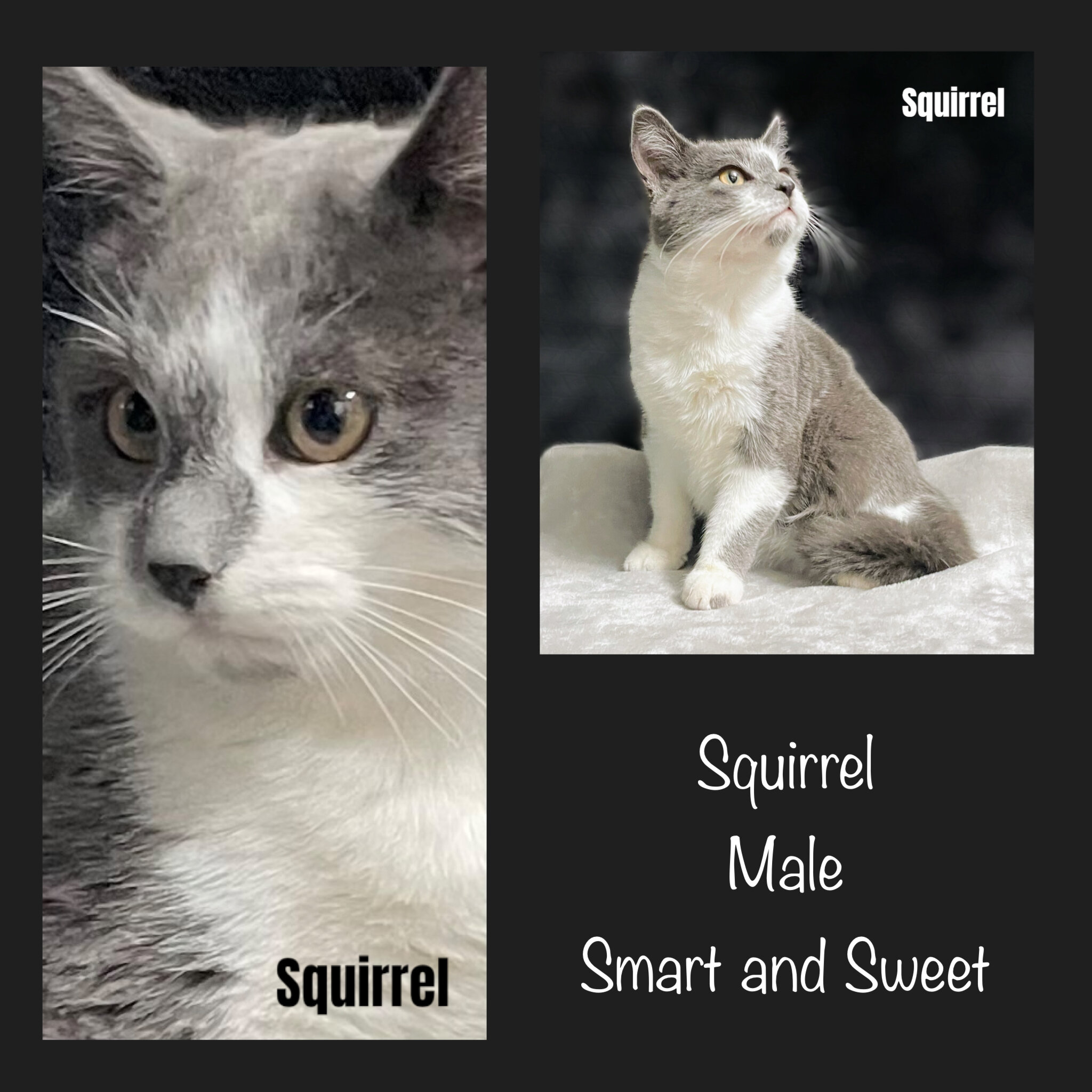 Kittens in NorCal image 2
