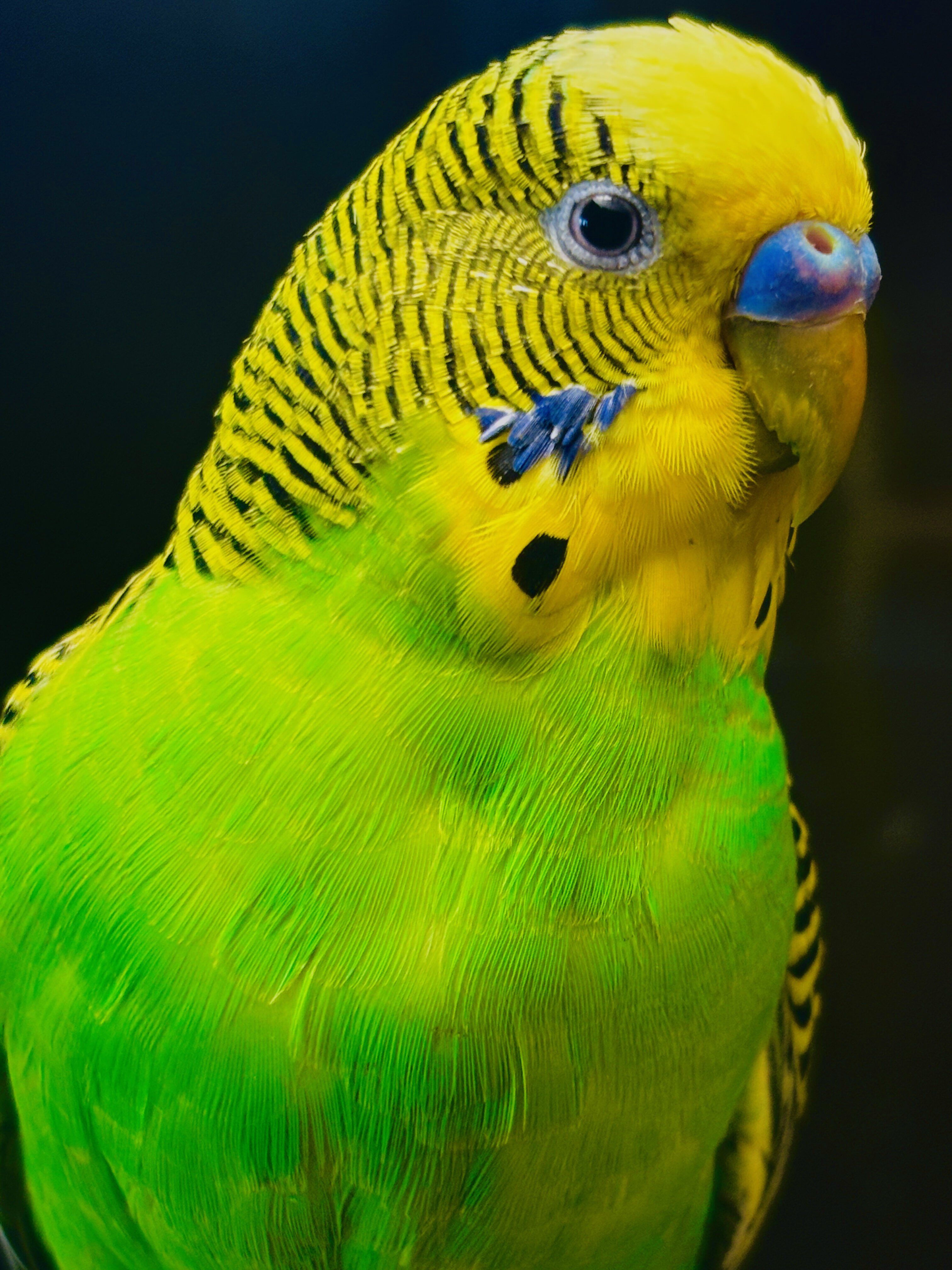 Parakeets image 6