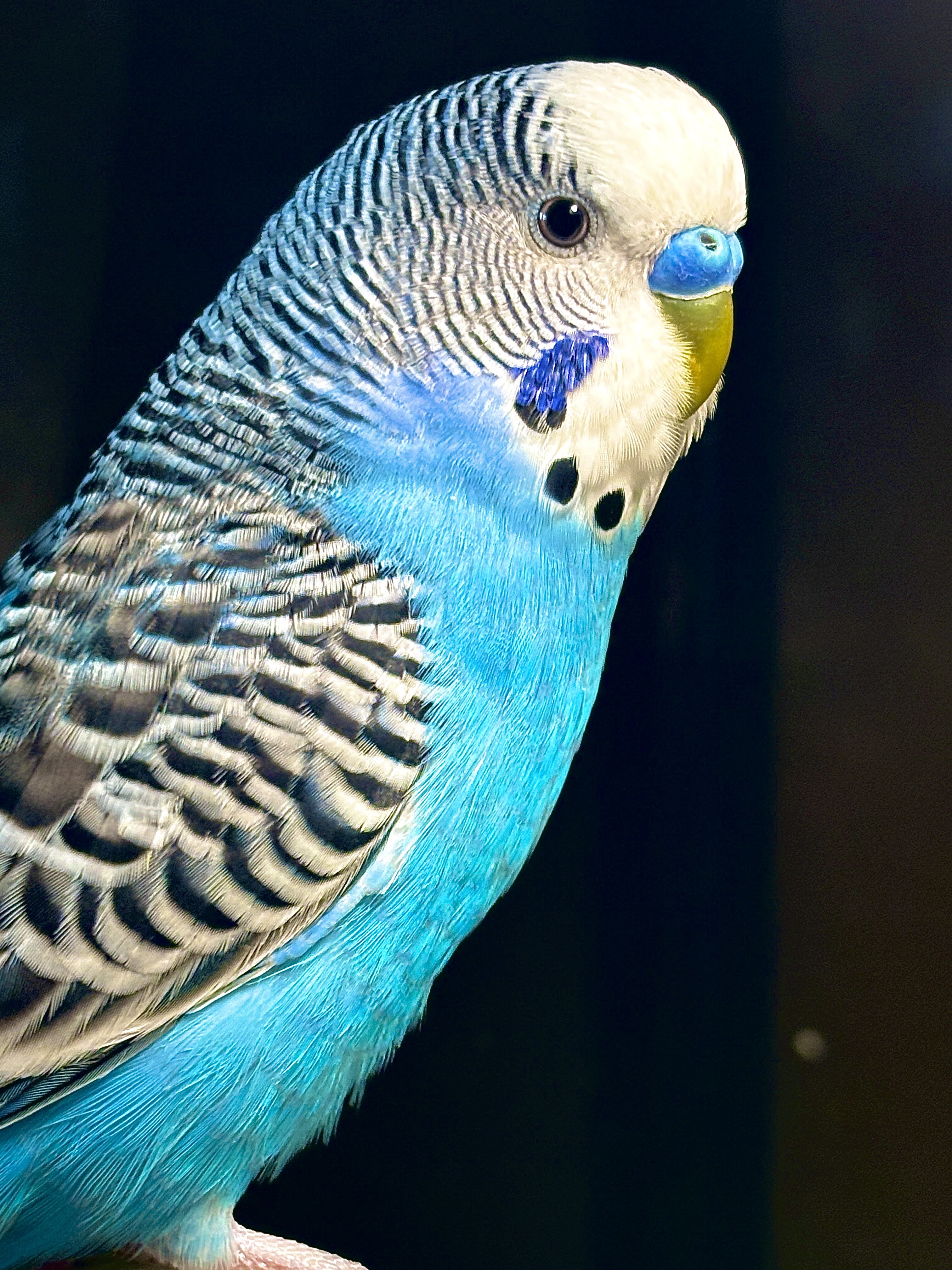Parakeets image 5