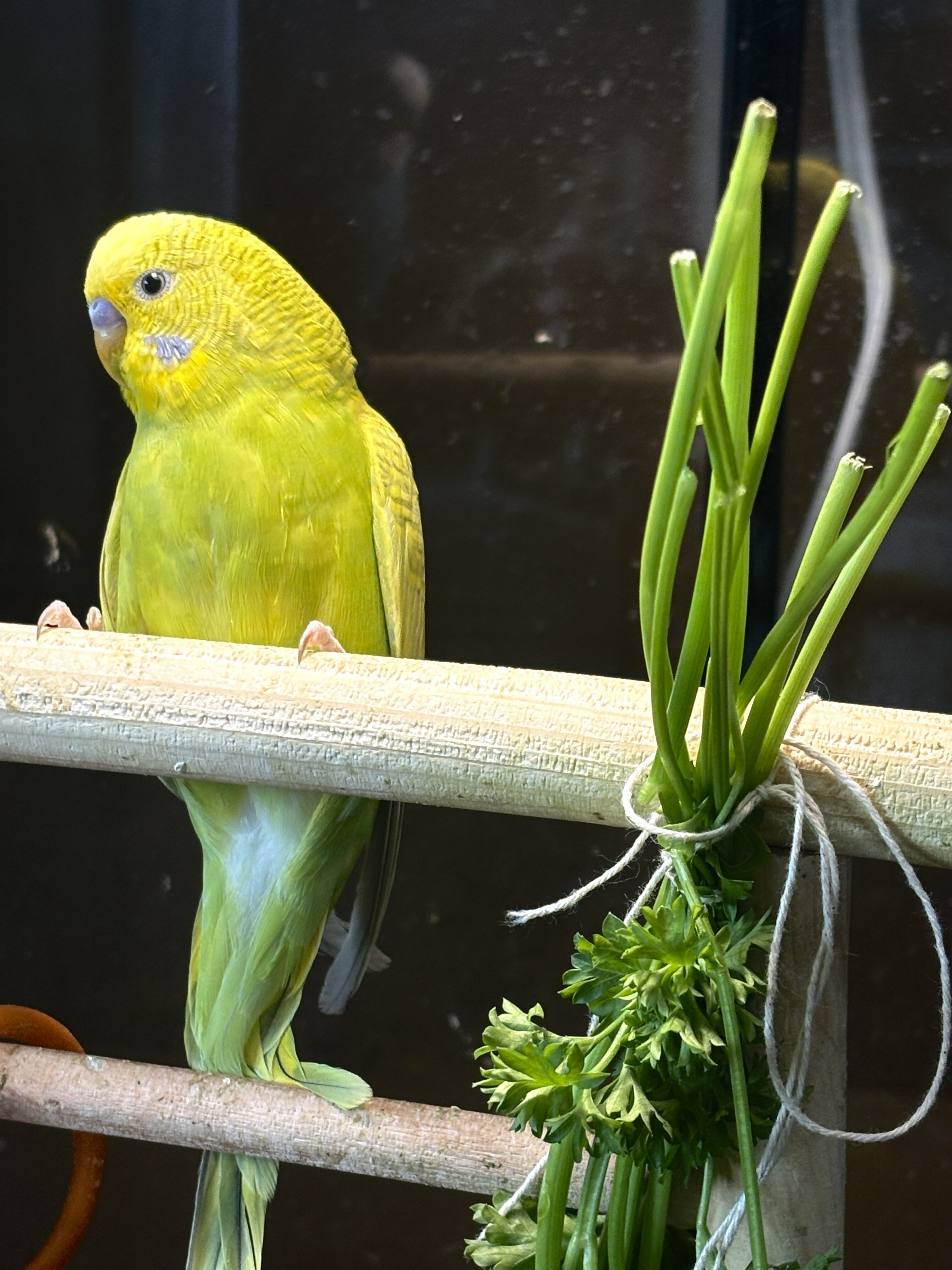 Parakeets image 1
