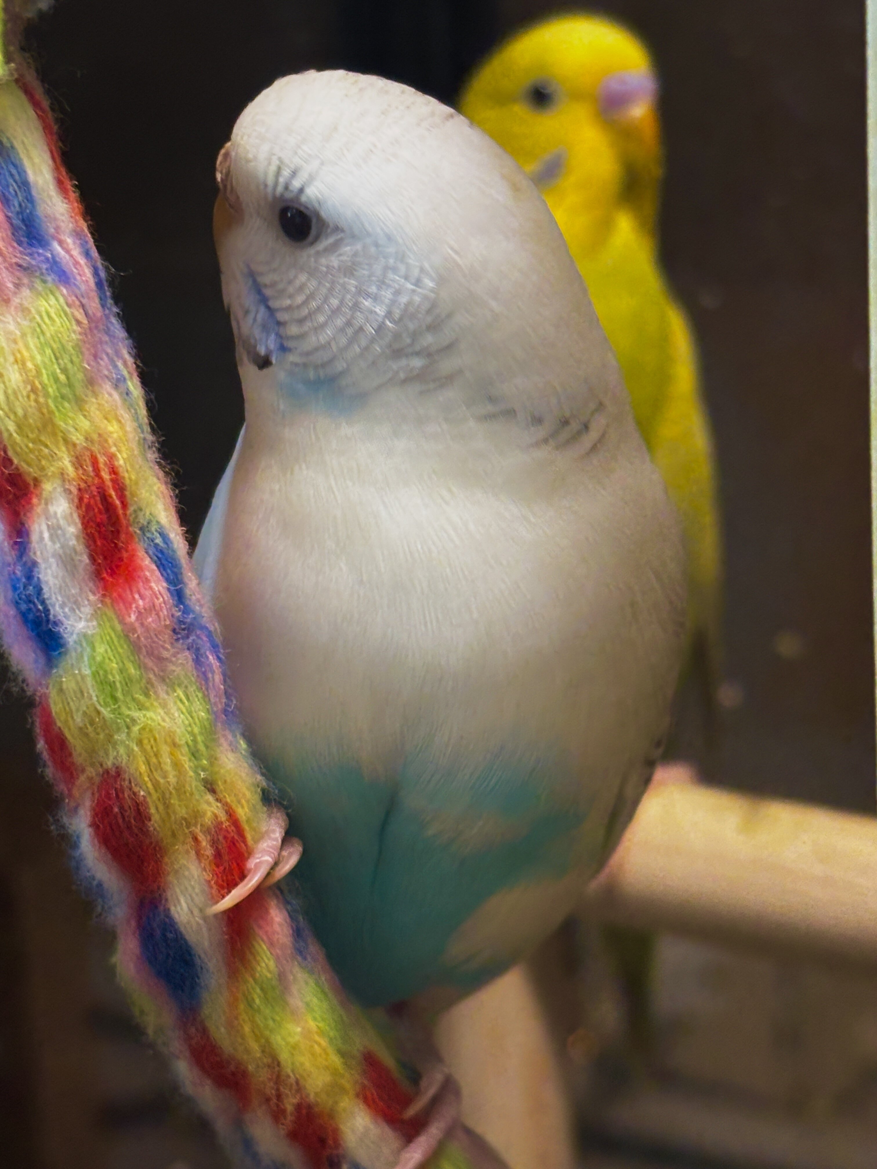 Parakeets image 4