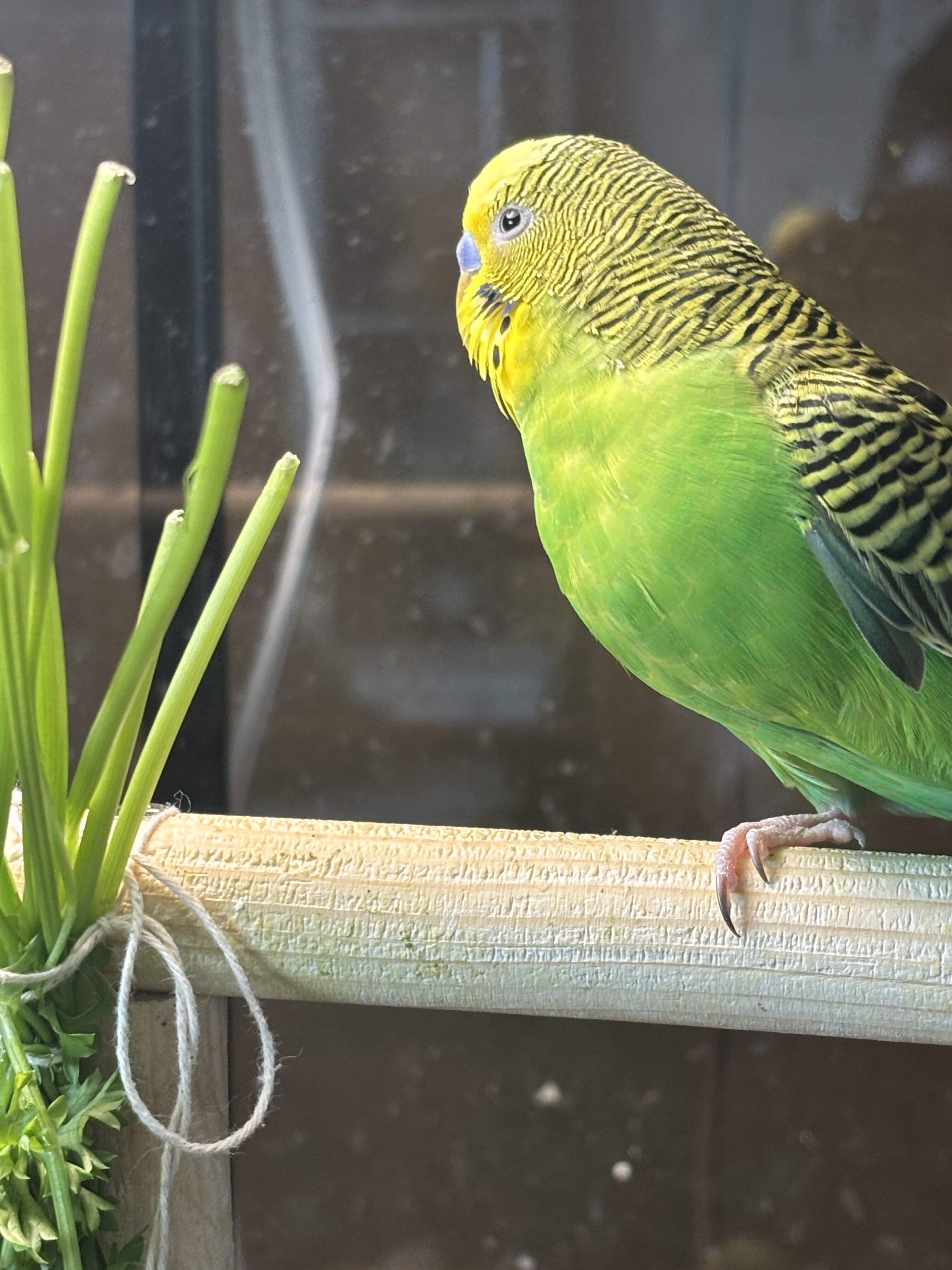 Parakeets image 3