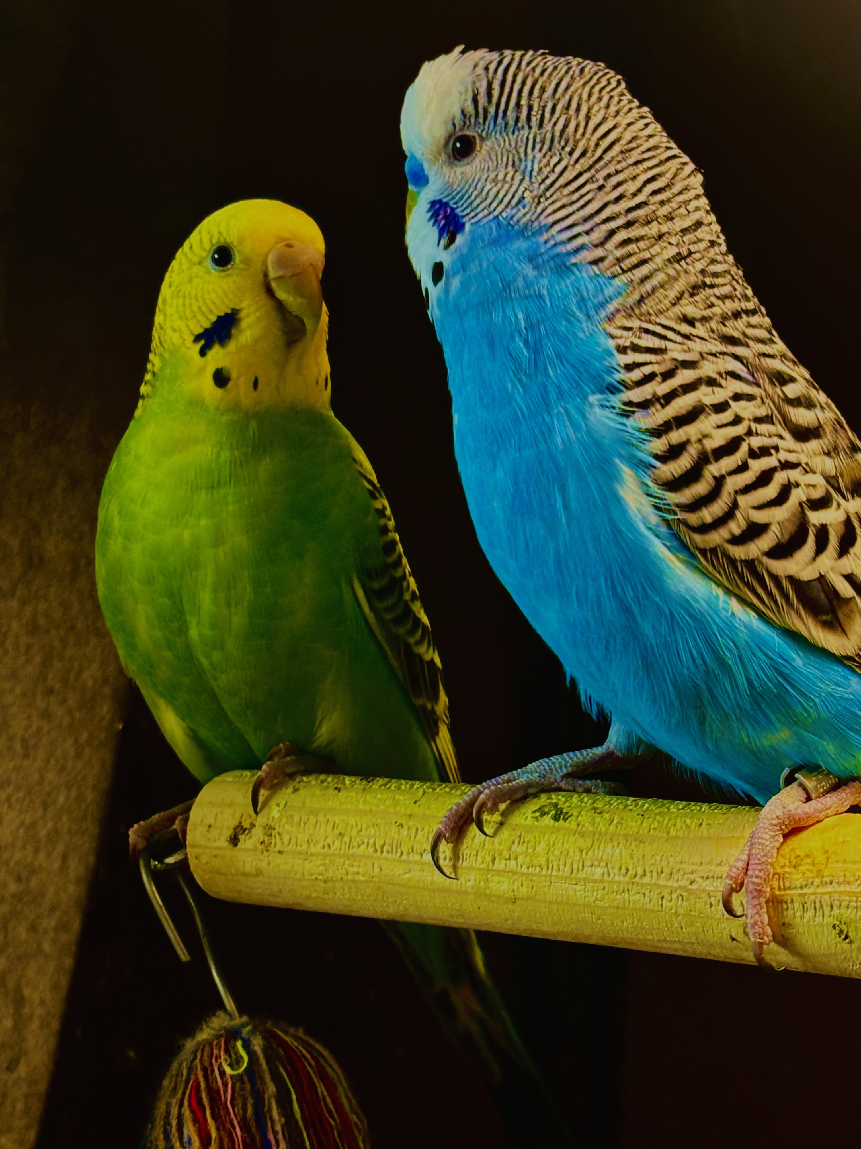 Parakeets image 2
