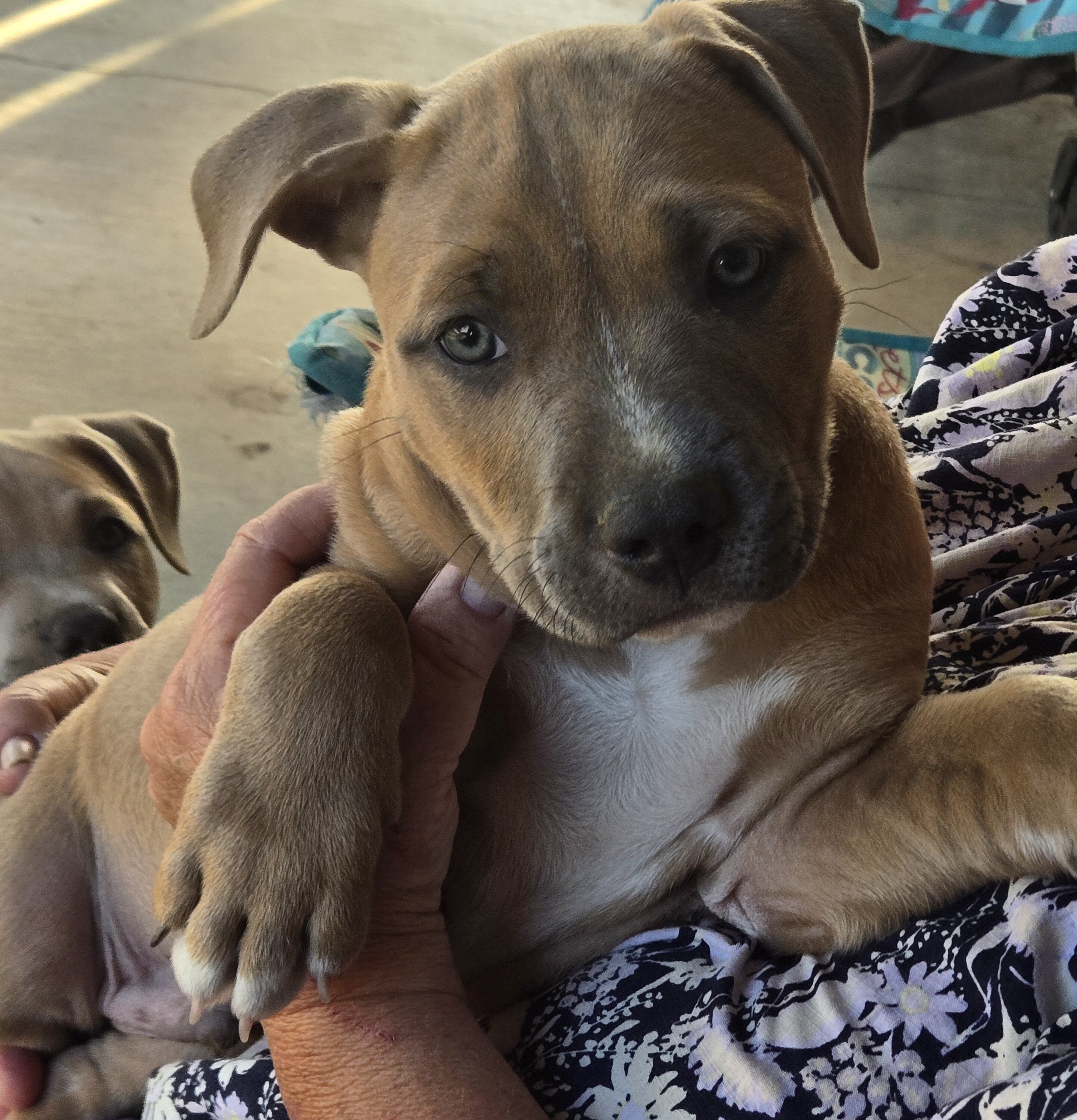 American pit bull terrier. image 4