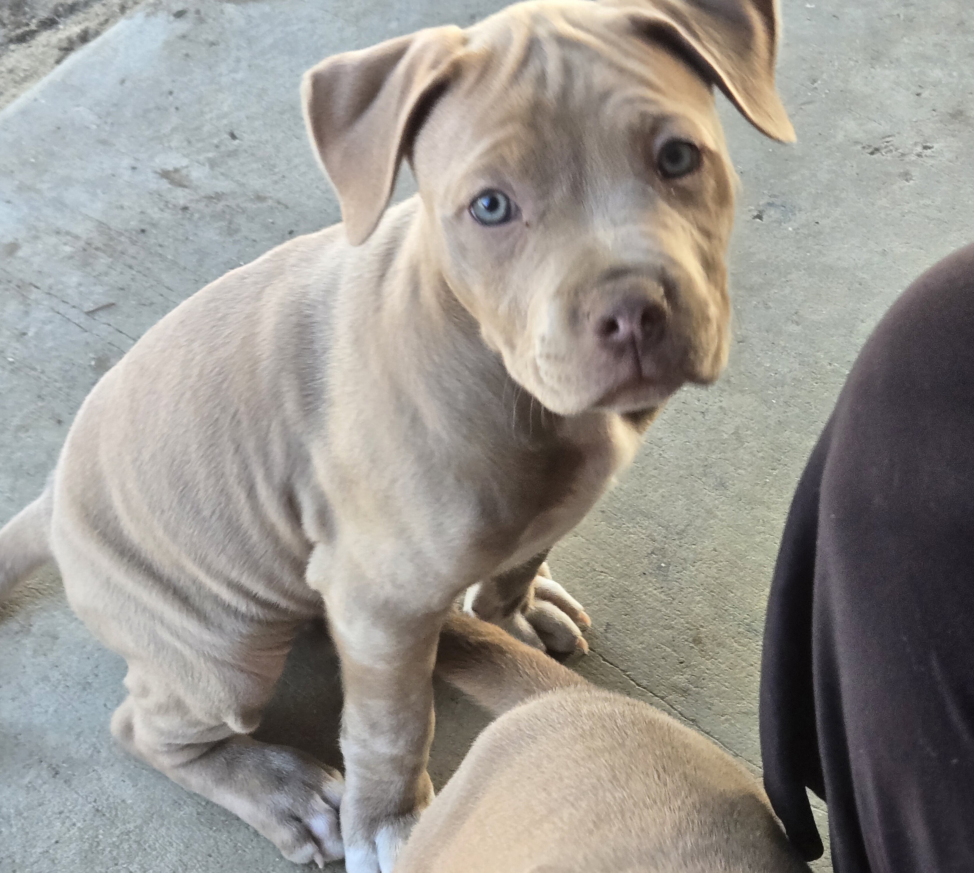 American pit bull terrier. image 3