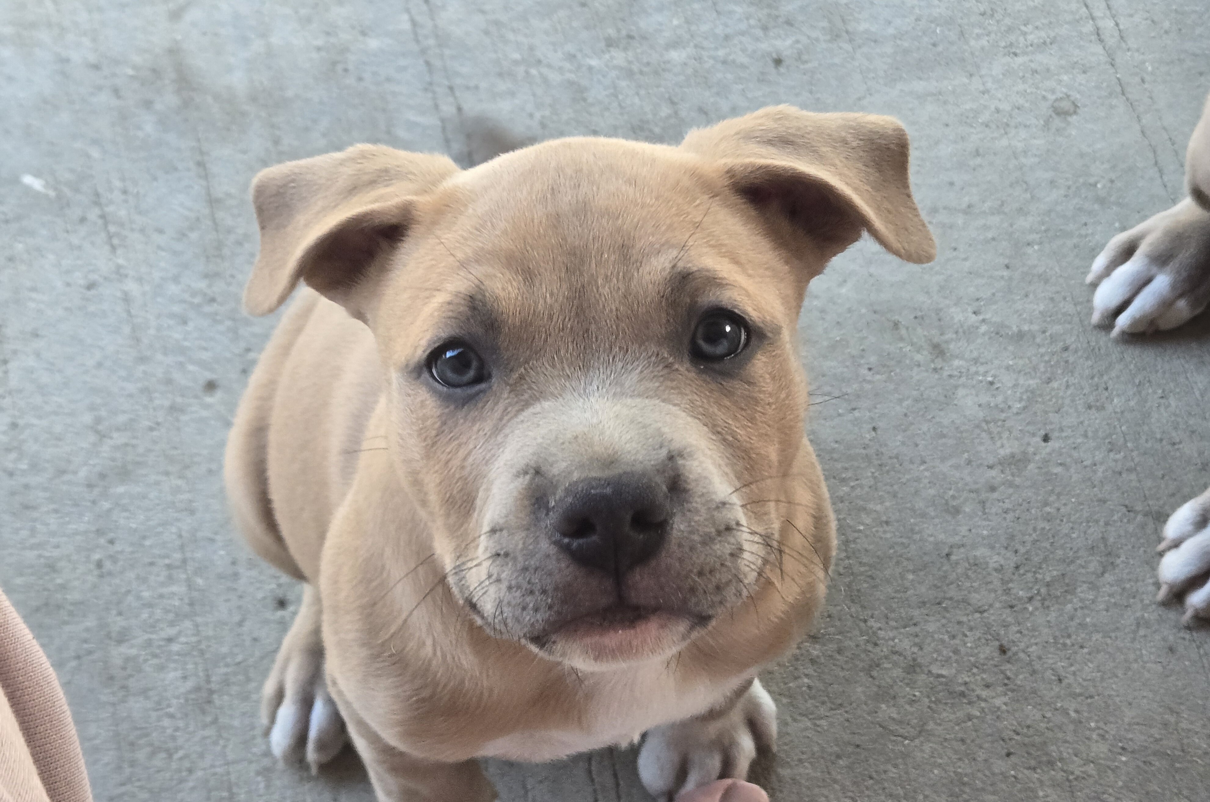 American pit bull terrier. image 2