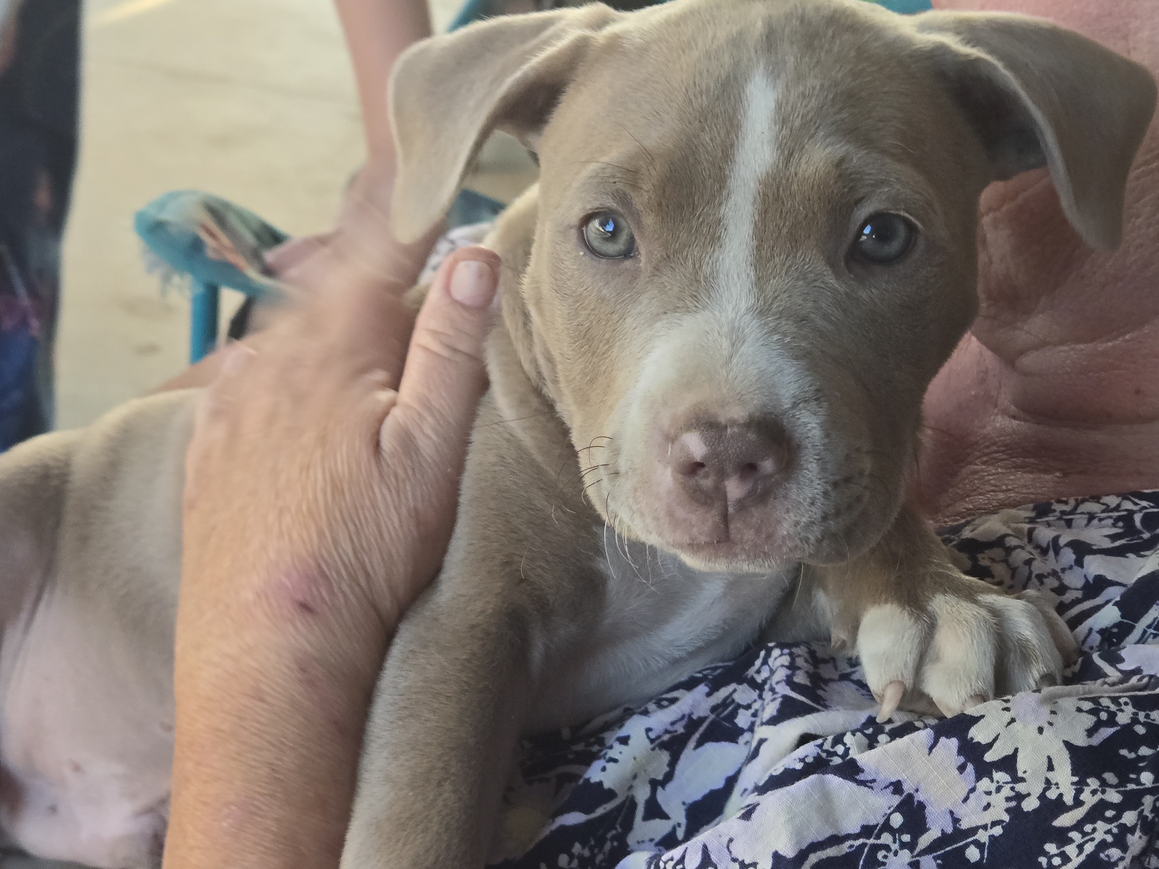 American pit bull terrier. image 1