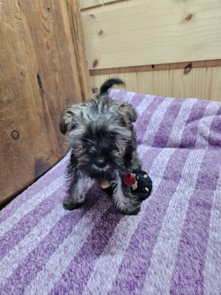 Snorkie Puppy image 2