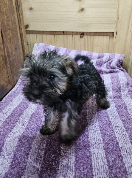 Snorkie Puppy image 1
