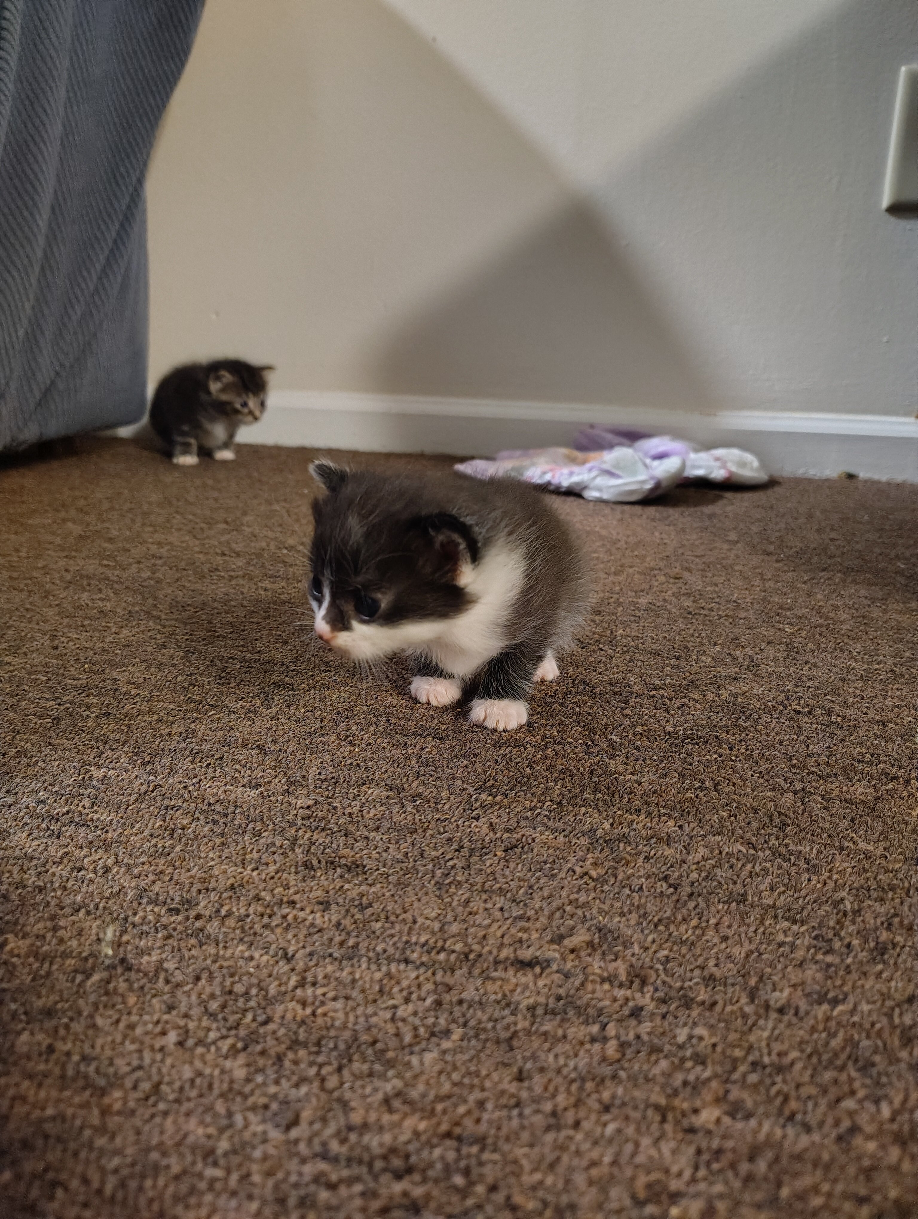 Kittens image 5