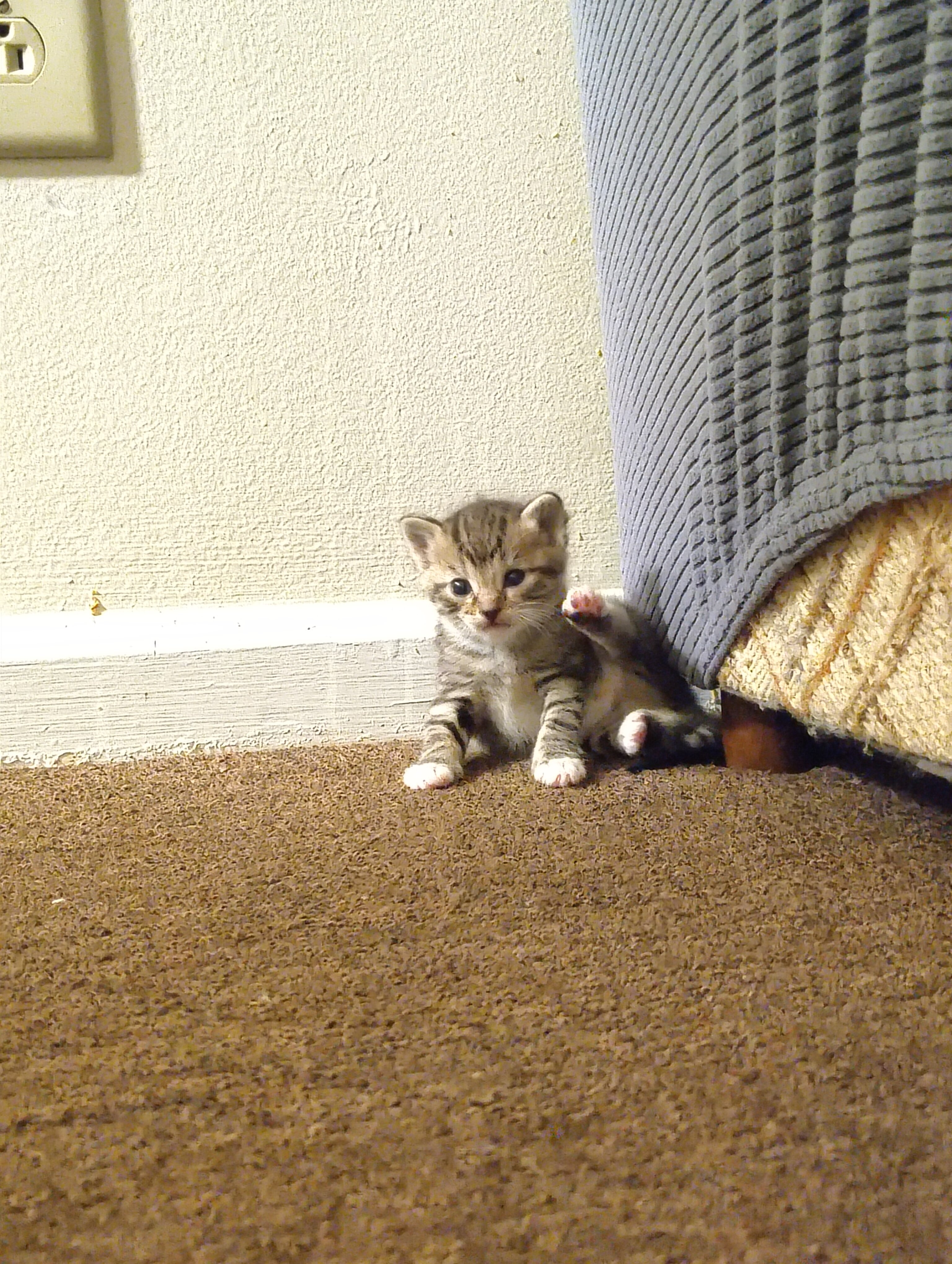 Kittens image 4