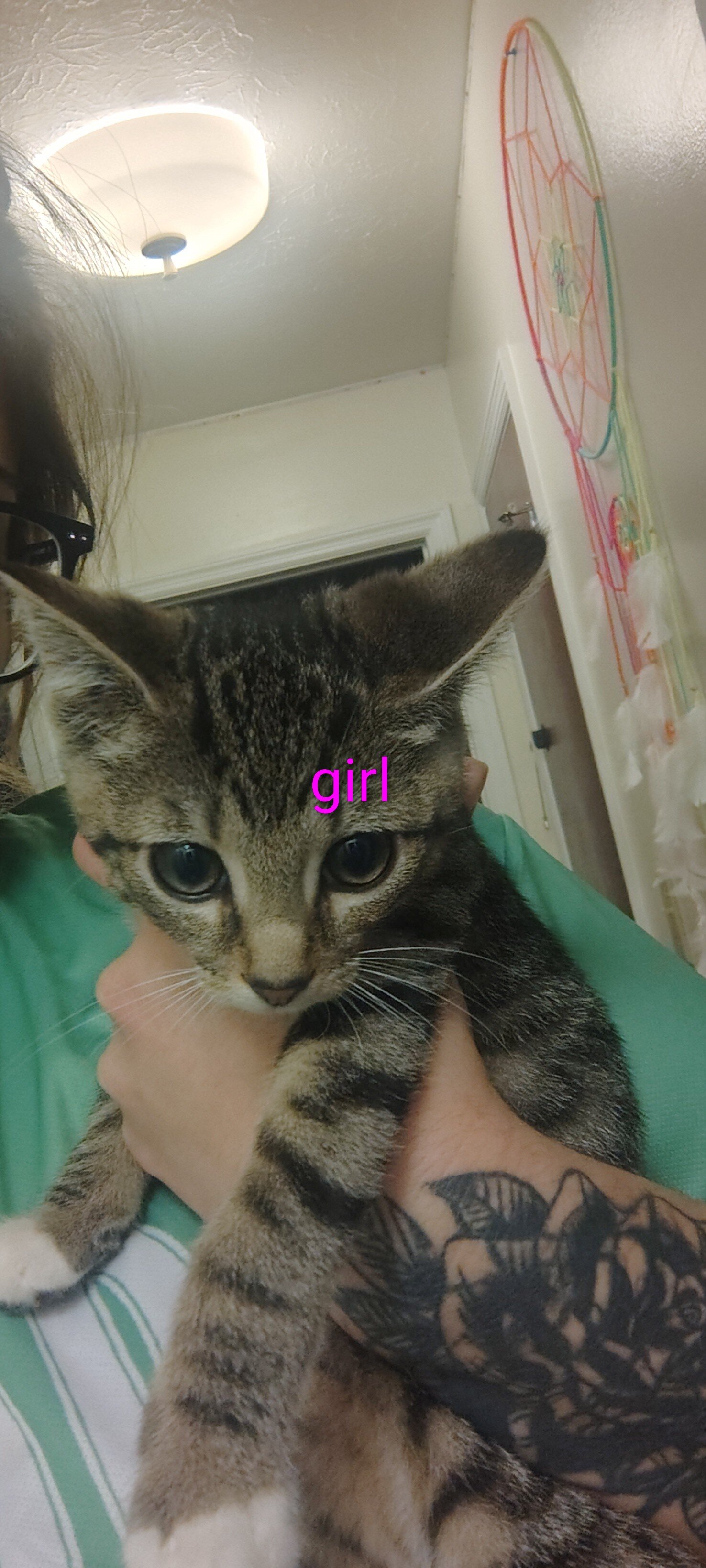 Kittens image 1