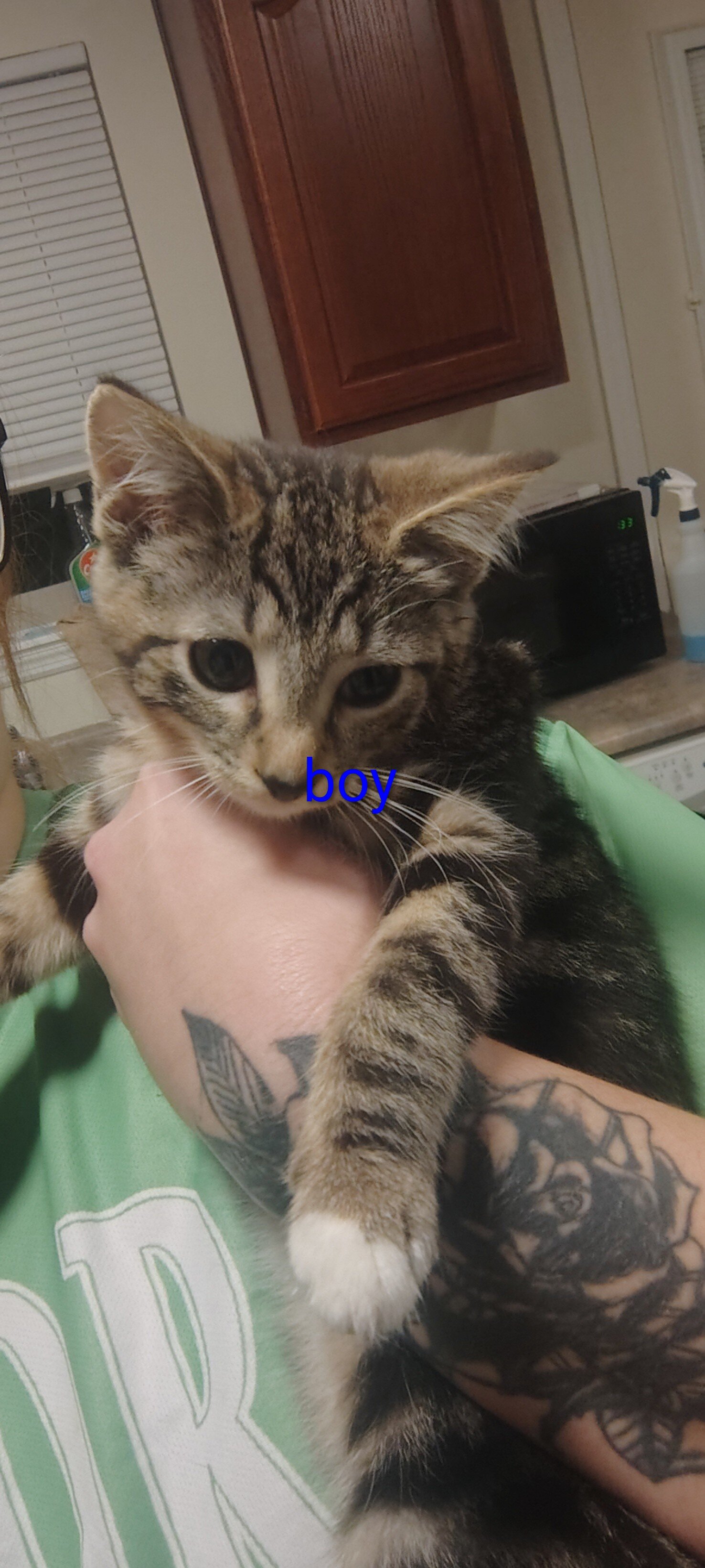 Kittens image 3