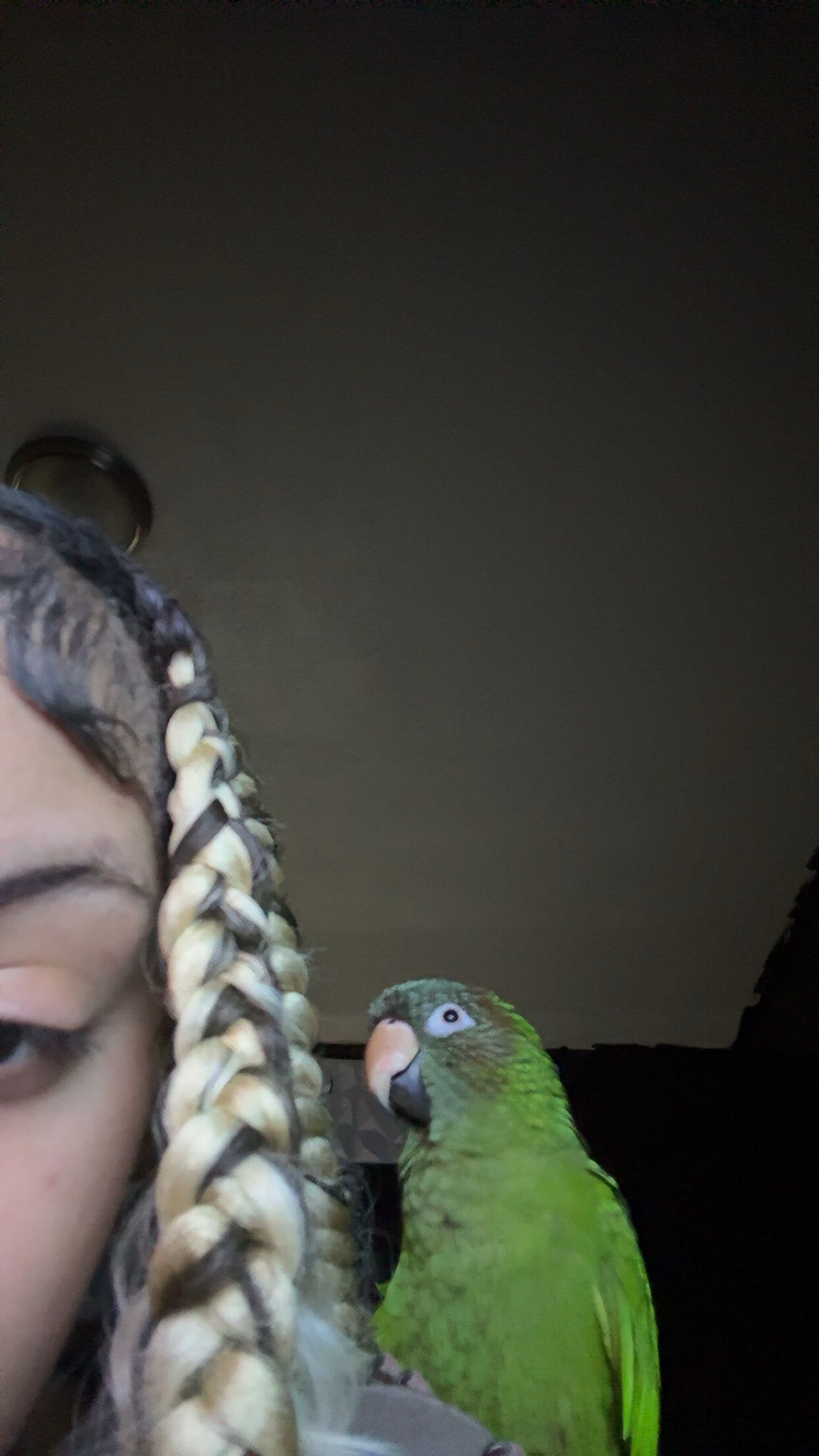 Blue crown talking parrot image 3
