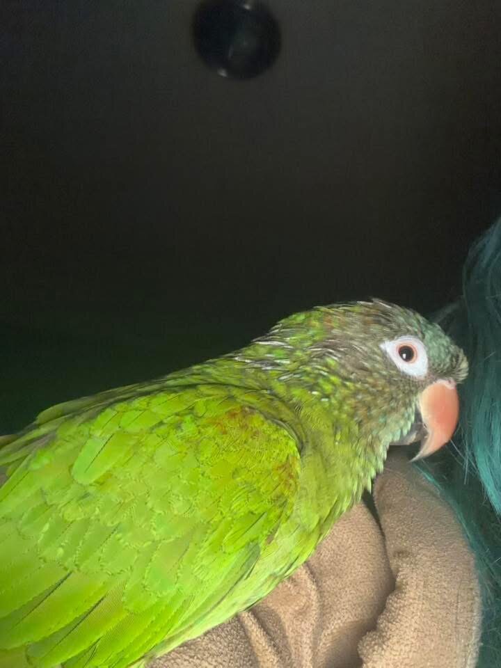Blue crown talking parrot image 1