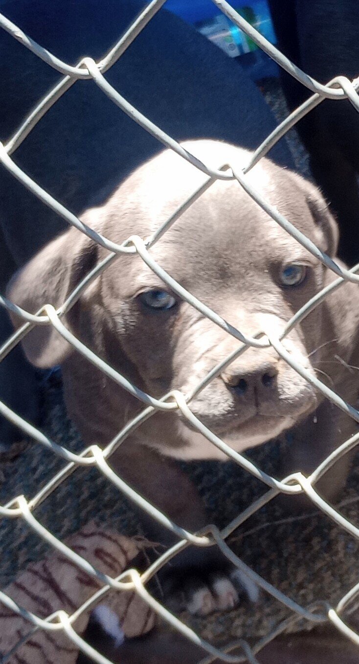 Female American Bully pup image 1