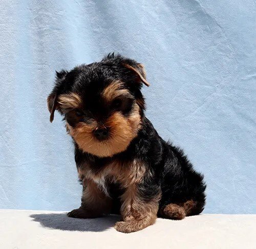 Adorable Toy Yorkie Puppy Boy image 1