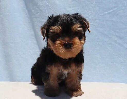 Adorable Toy Yorkie Puppy Boy image 2
