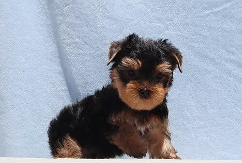 Adorable Toy Yorkie Puppy Boy image 3