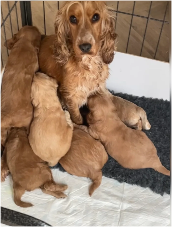 Quality F1 Cockapoos Healthy and Tested image 1