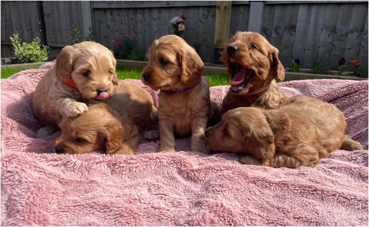 Quality F1 Cockapoos Healthy and Tested image 2