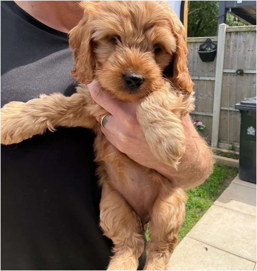 Quality F1 Cockapoos Healthy and Tested image 3