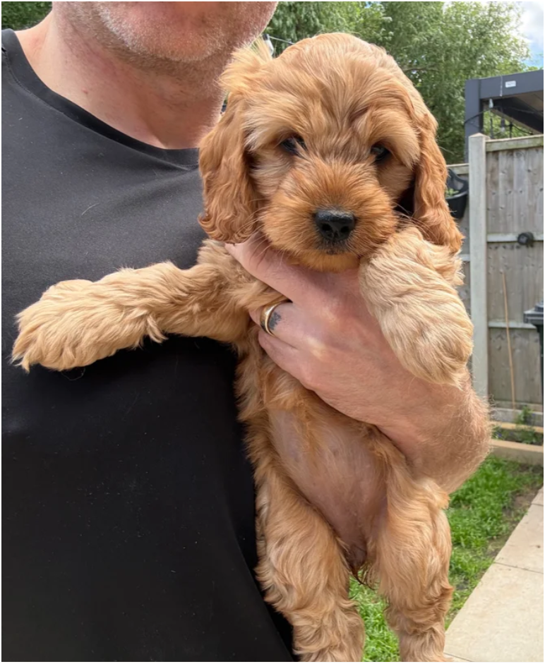 Quality F1 Cockapoos Healthy and Tested image 5