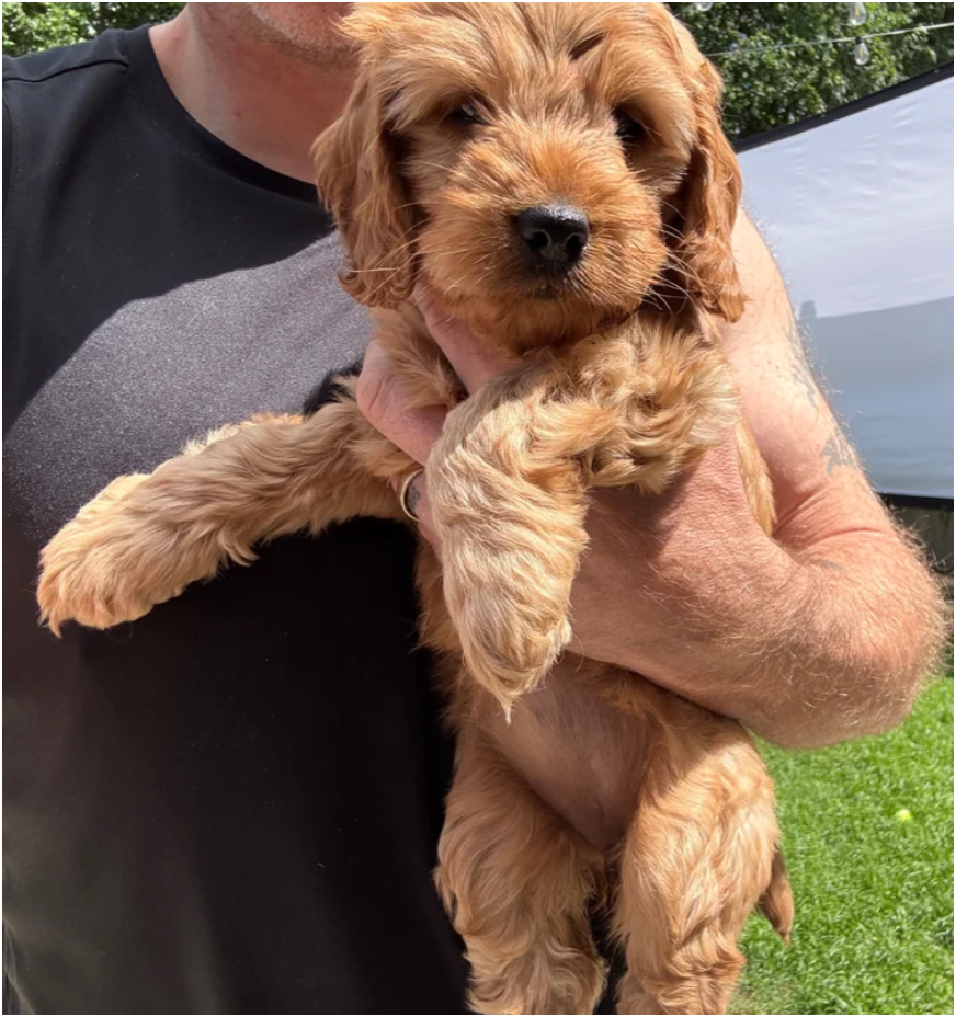 Quality F1 Cockapoos Healthy and Tested image 7