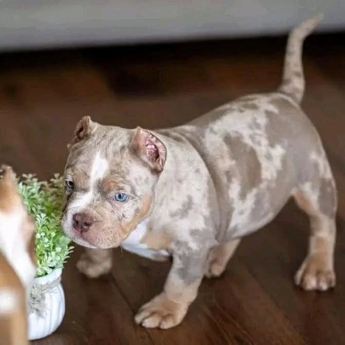 Charming Pitbull puppies for rehoming image 2